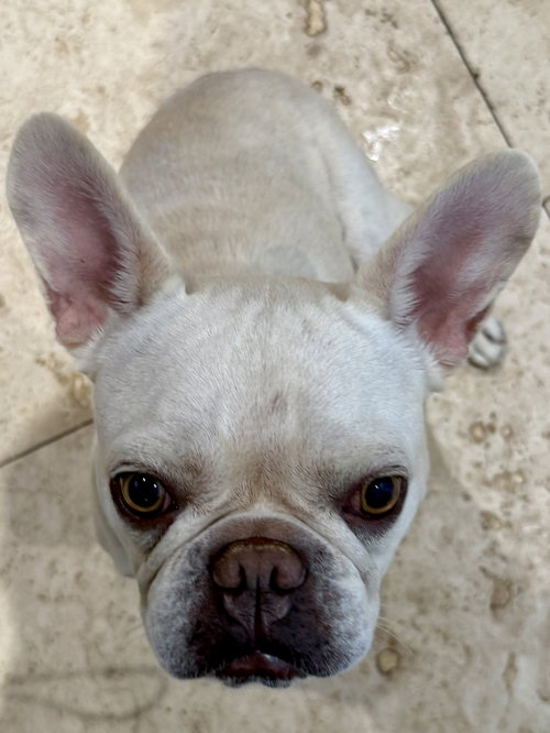Purebred Female French Bulldog Stormi