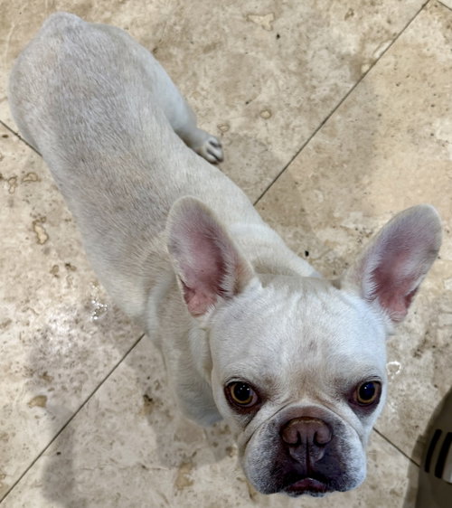 Purebred Female French Bulldog Stormi photo 2