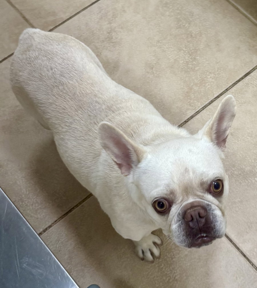 Purebred Female French Bulldog Stormi
