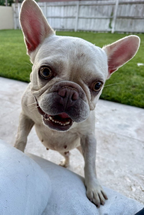Purebred Female French Bulldog Stormi photo 4