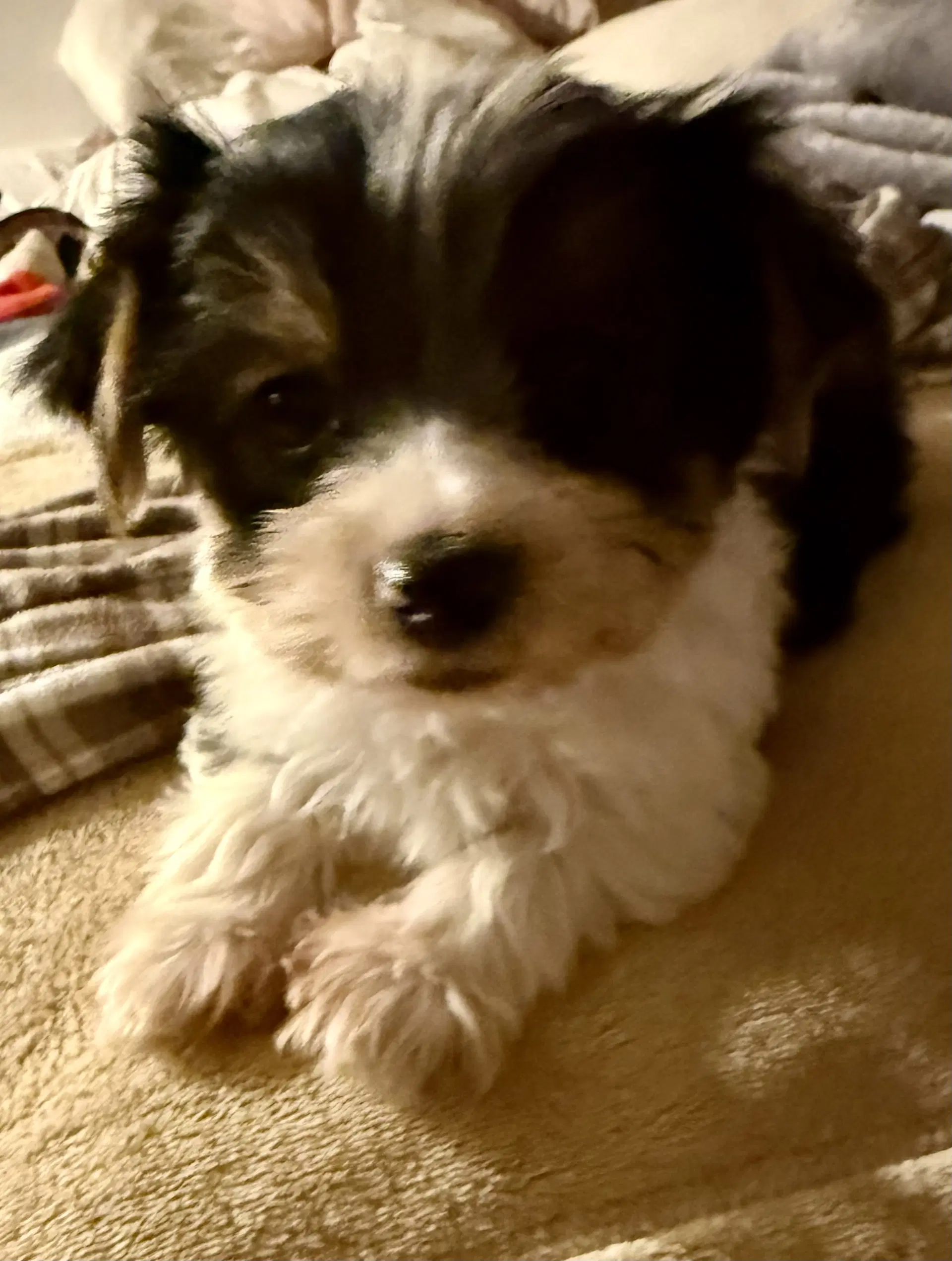 Hypoallergenic Purebred Yorkie Boy Pup image 2