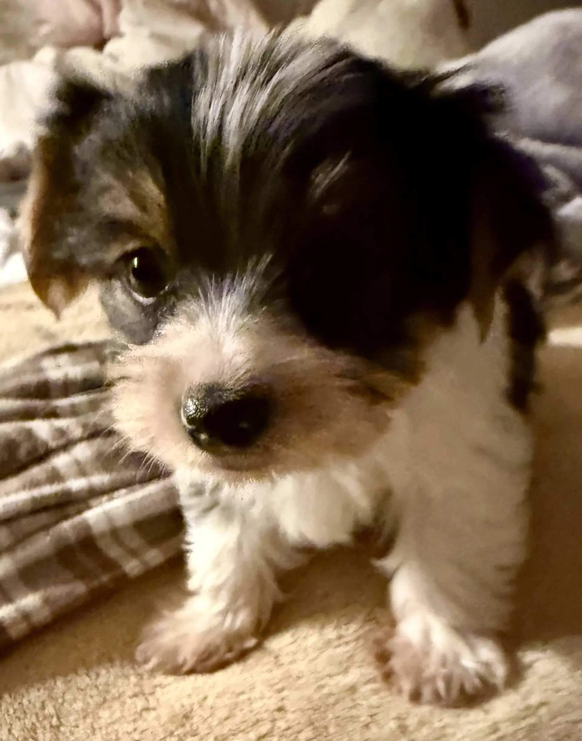 Hypoallergenic Purebred Yorkie Boy Pup image 3