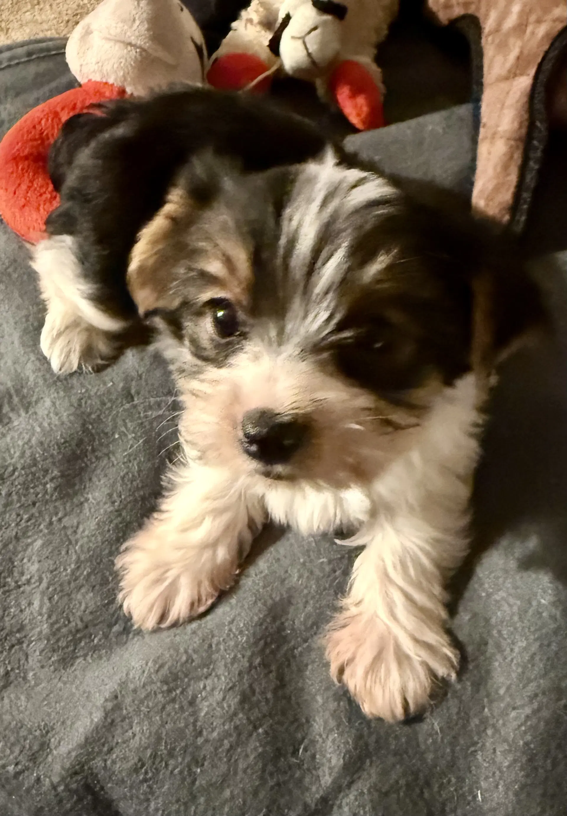 Hypoallergenic Purebred Yorkie Boy Pup image 4