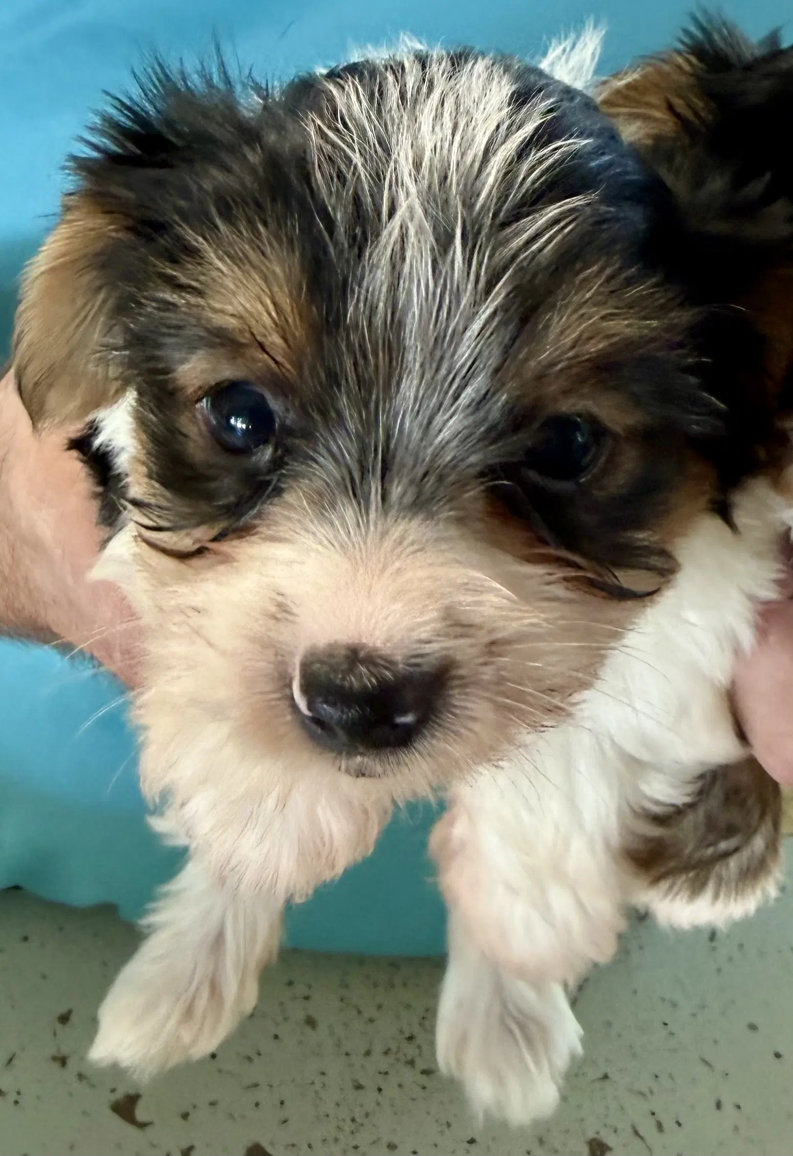 Hypoallergenic Purebred Yorkie Boy Pup - Yorkshire Terrier Yorkie