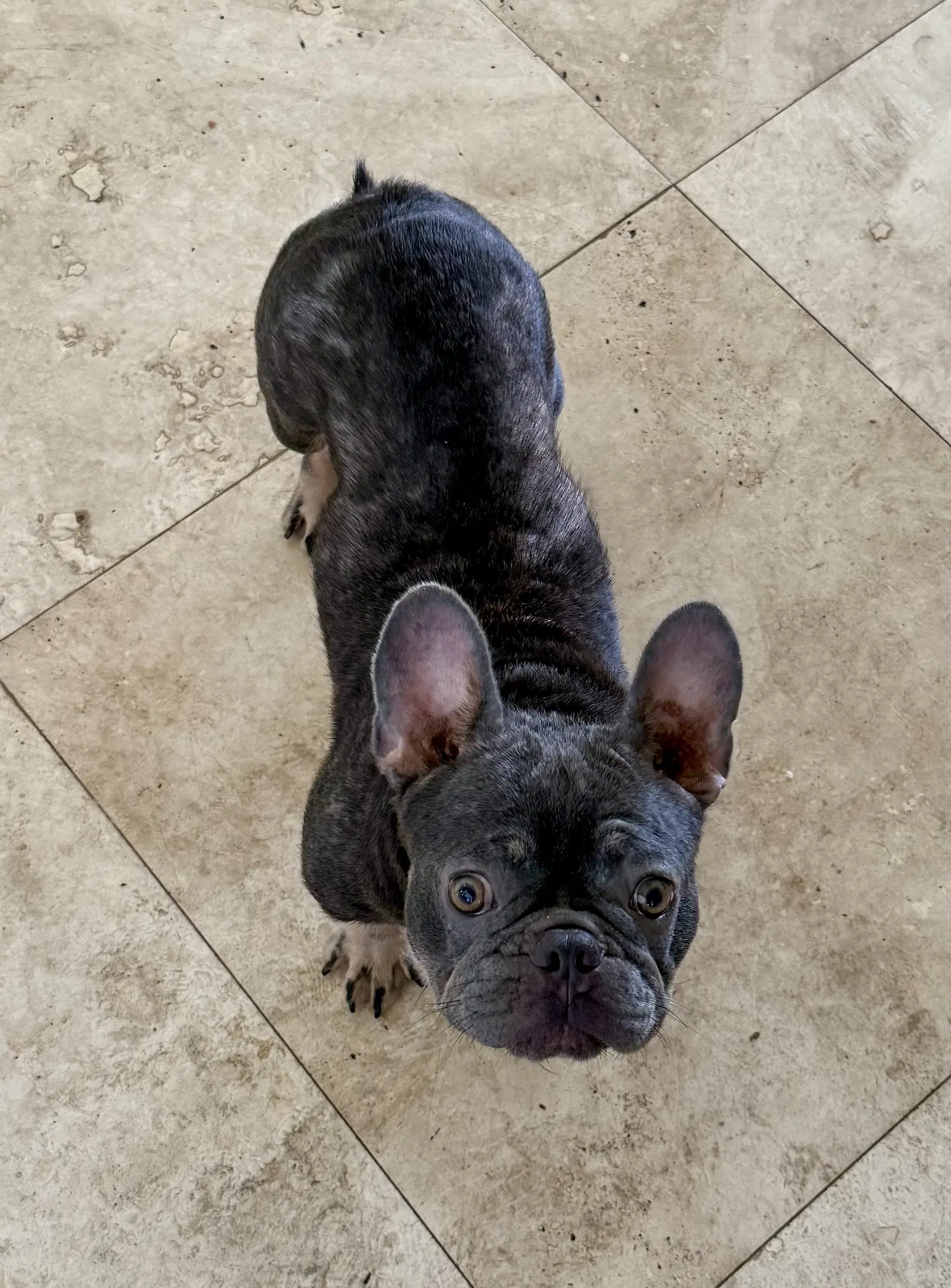 Pepper Purebred French Bulldog Female image 2