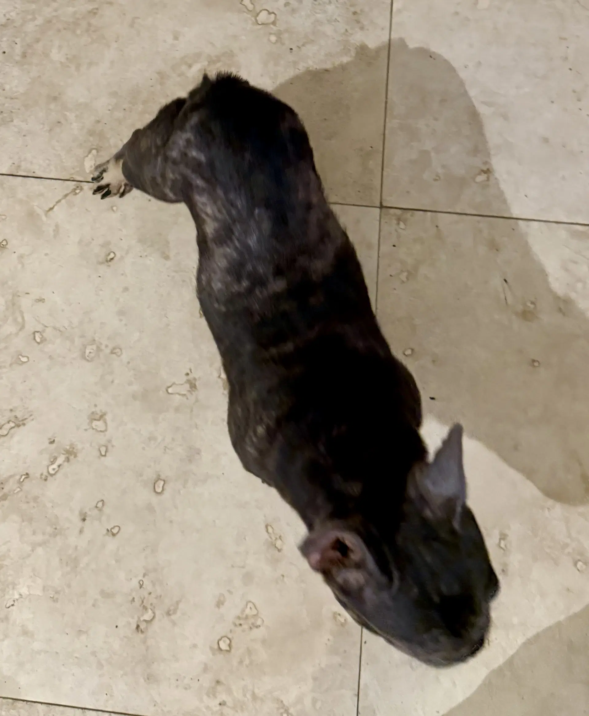 Pepper Purebred French Bulldog Female image 3