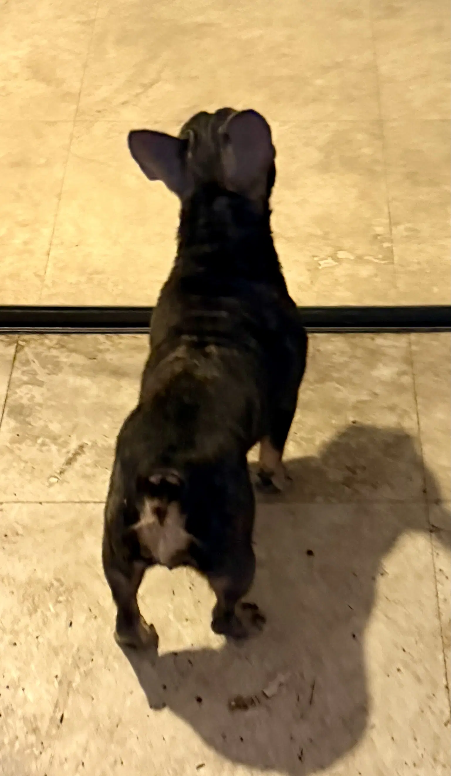 Pepper Purebred French Bulldog Female image 4