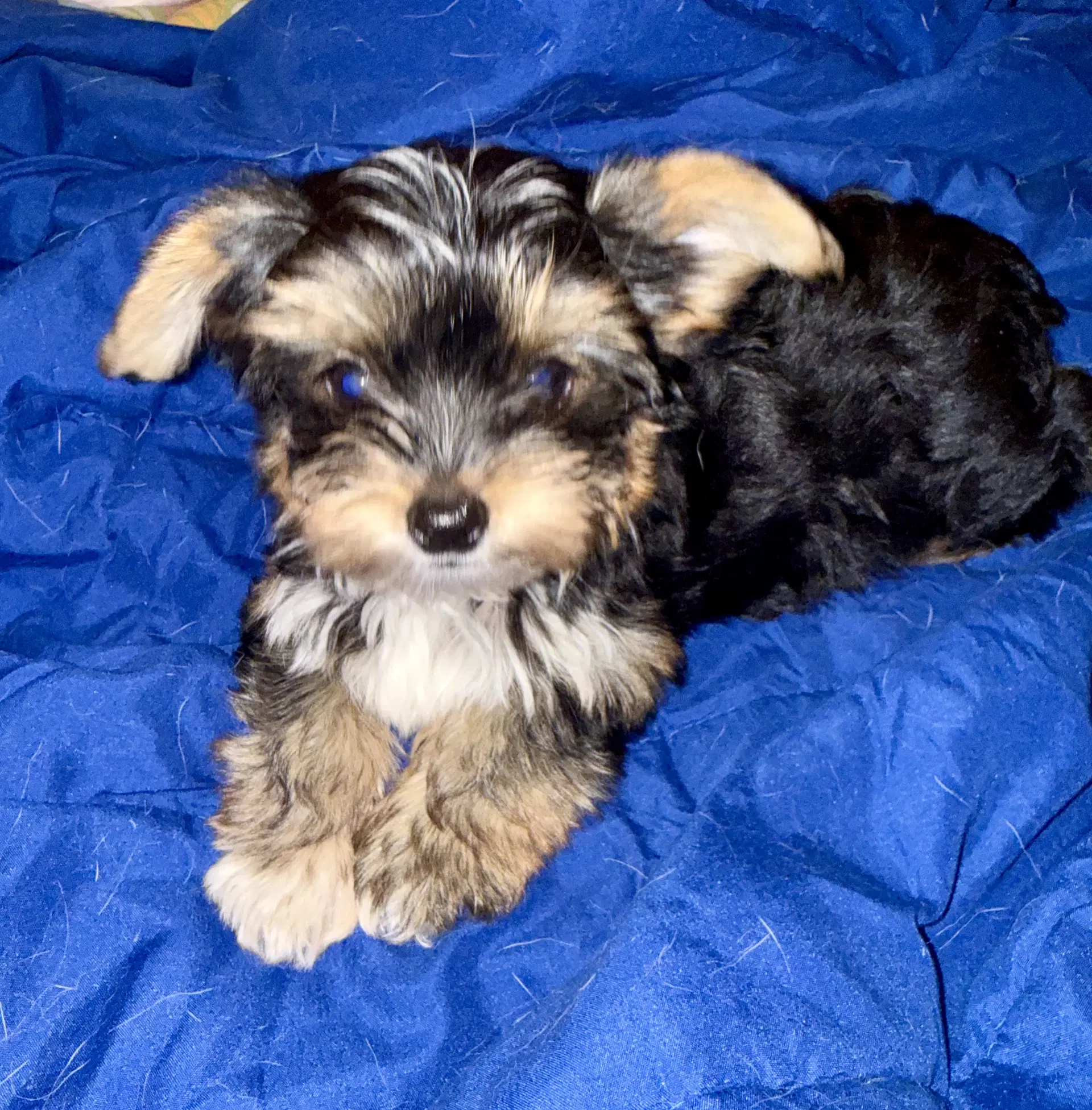 Hypoallergenic Yorkie Tini Puppy image 2