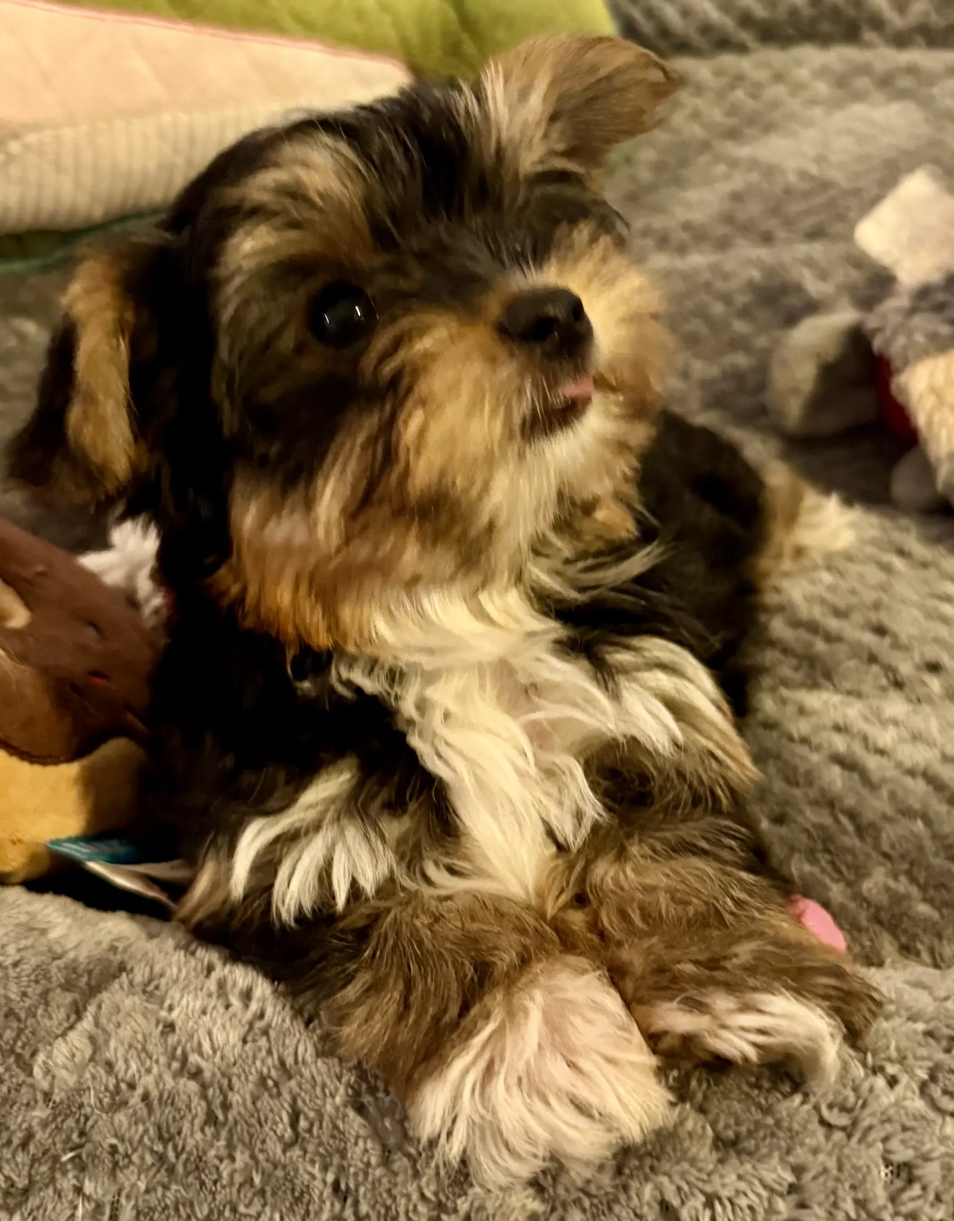 Hypoallergenic Yorkie Tini Puppy image 3