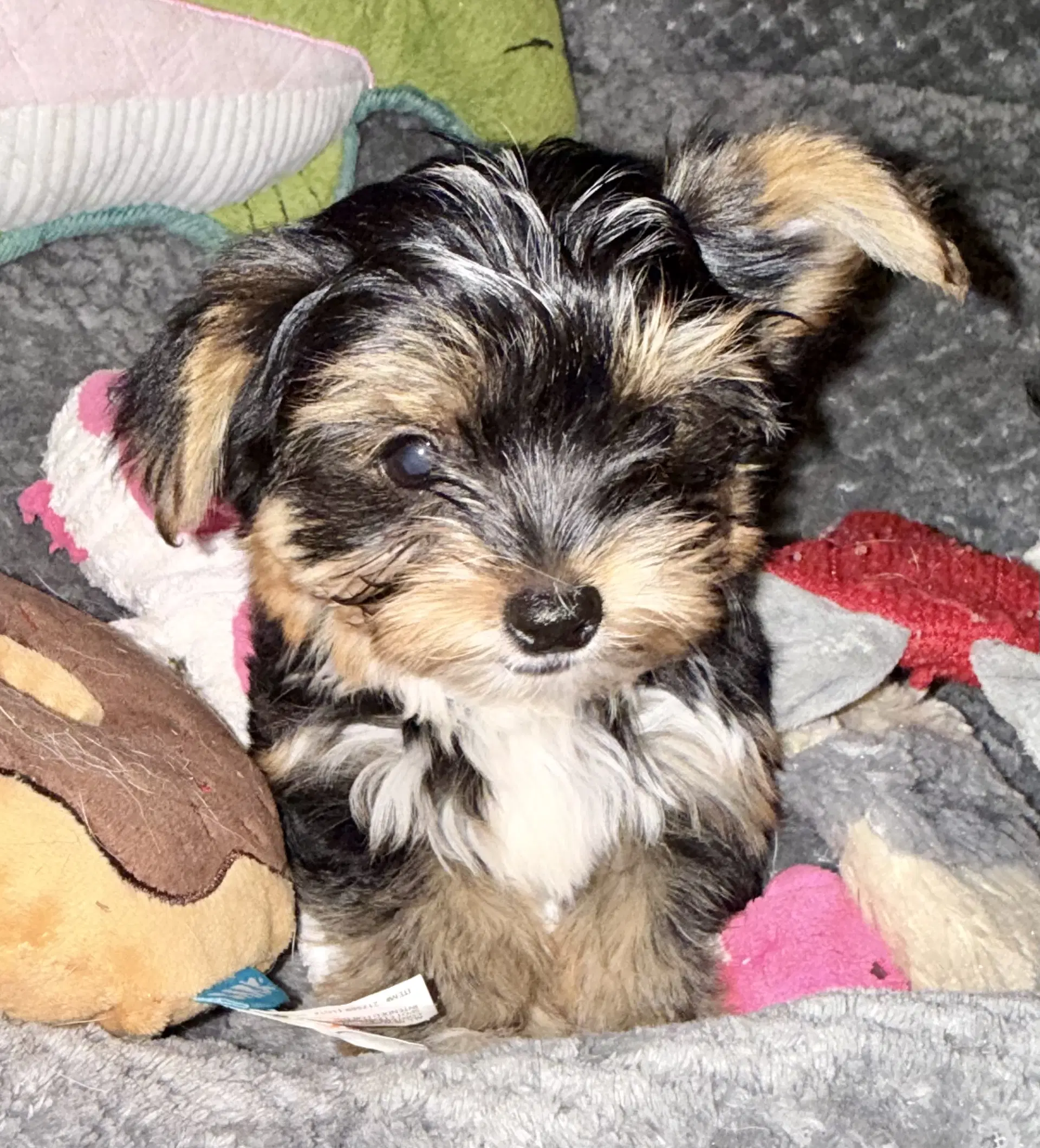 Hypoallergenic Yorkie Tini Puppy image 4