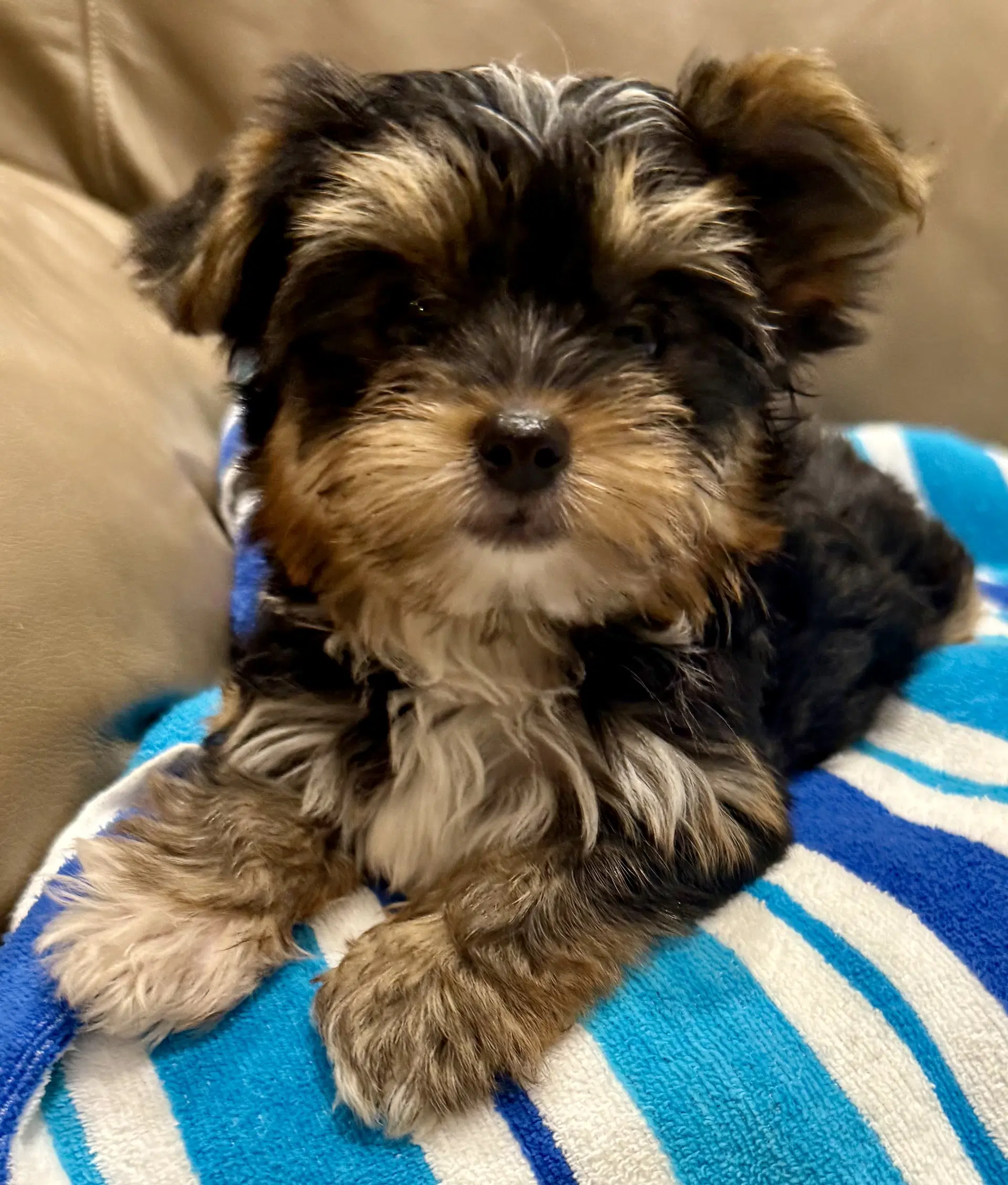 Hypoallergenic Yorkie Tini Puppy - Yorkshire Terrier Yorkie