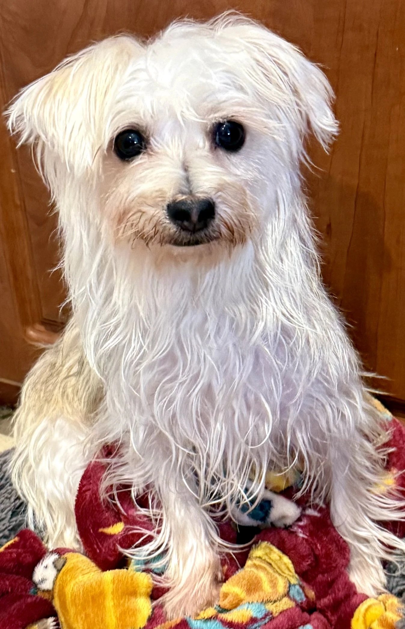 Hypoallergenic Yorkie Mili