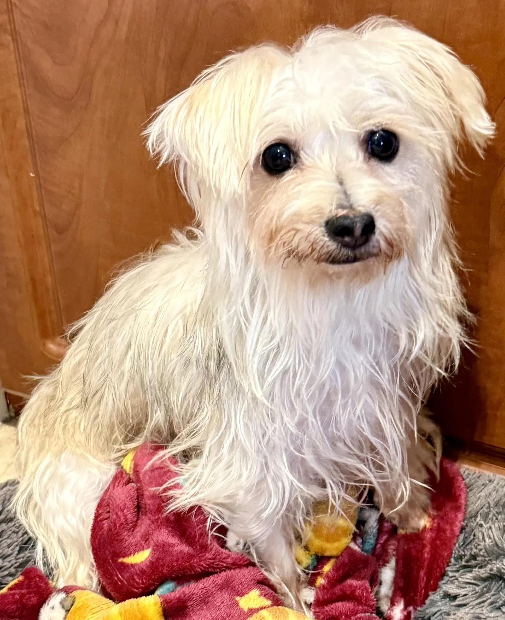 Hypoallergenic Yorkie Mili image 2