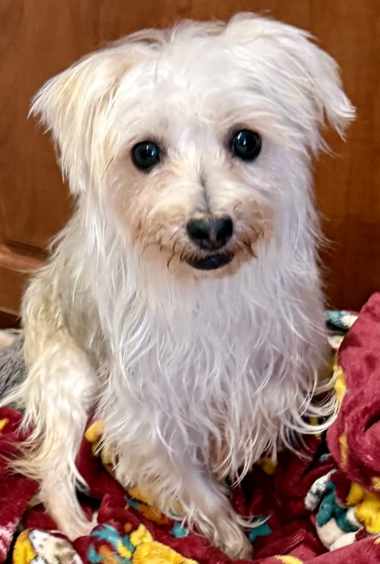 Hypoallergenic Yorkie Mili image 3