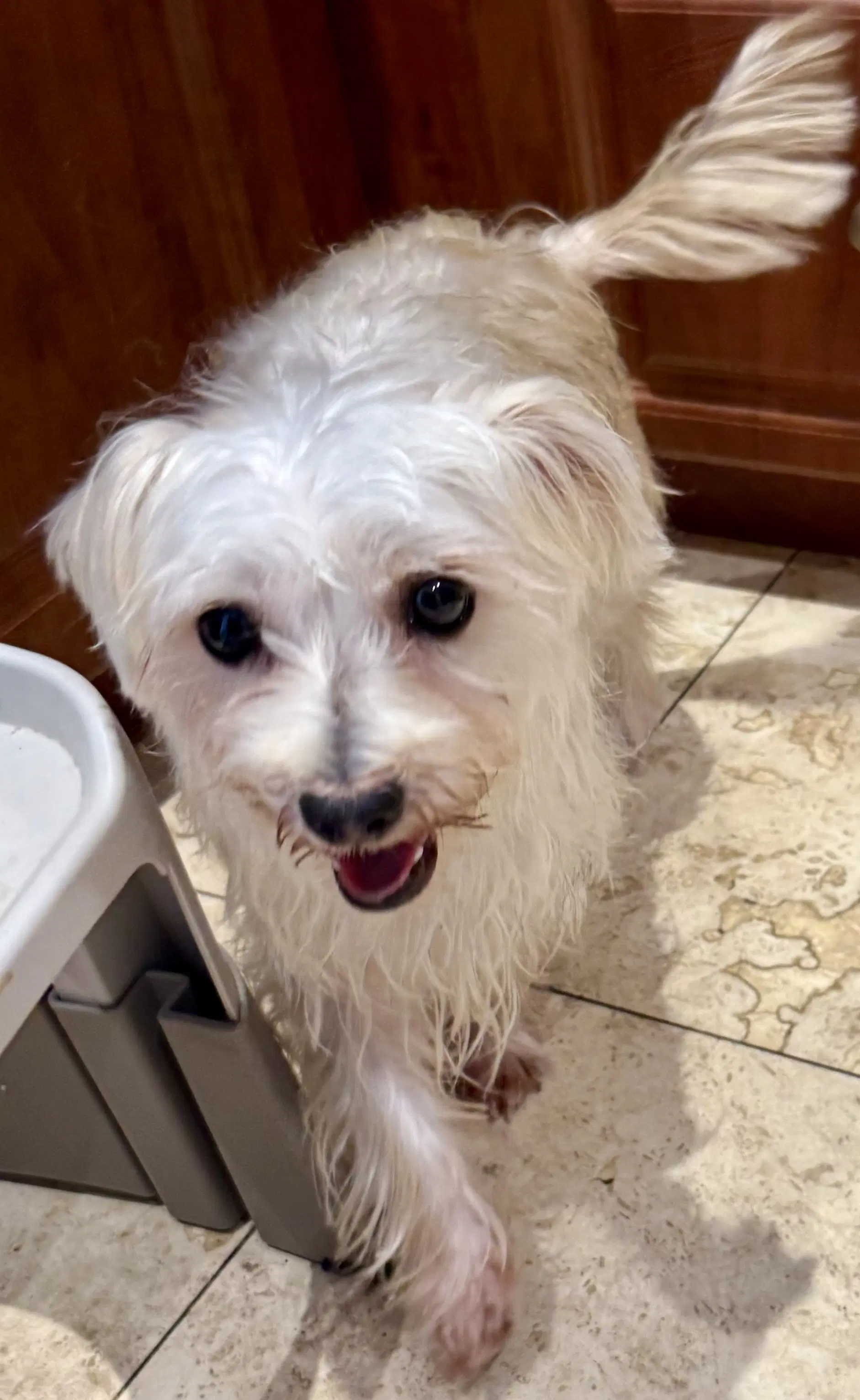 Hypoallergenic Yorkie Mili image 4