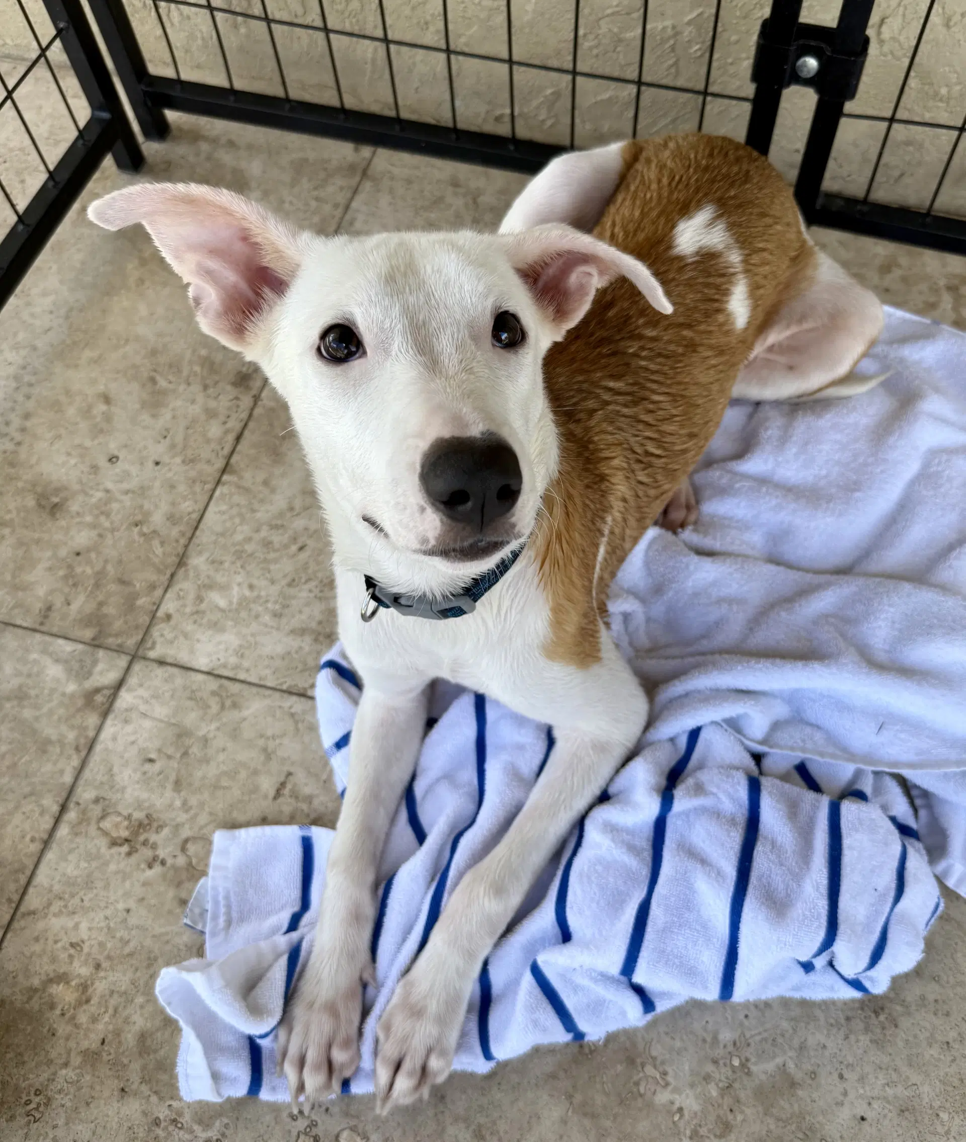 Tot Sweet Puppy image 2