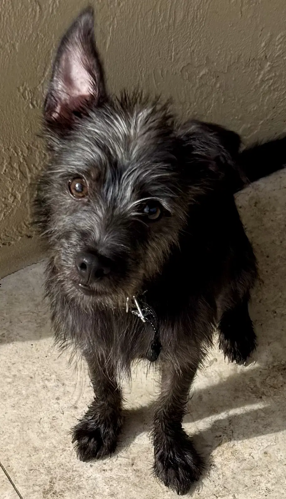 Hypoallergenic Puppy Yorkie Lucky - Yorkshire Terrier Yorkie