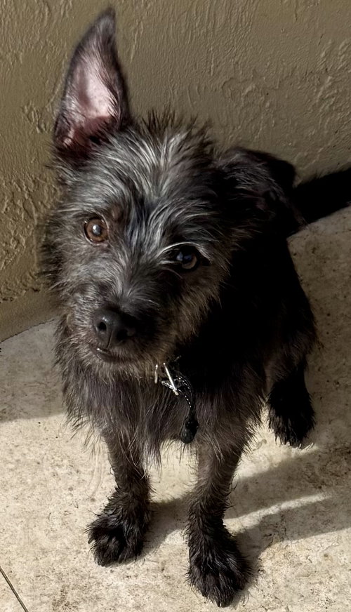 picture of the dog needing adoption
