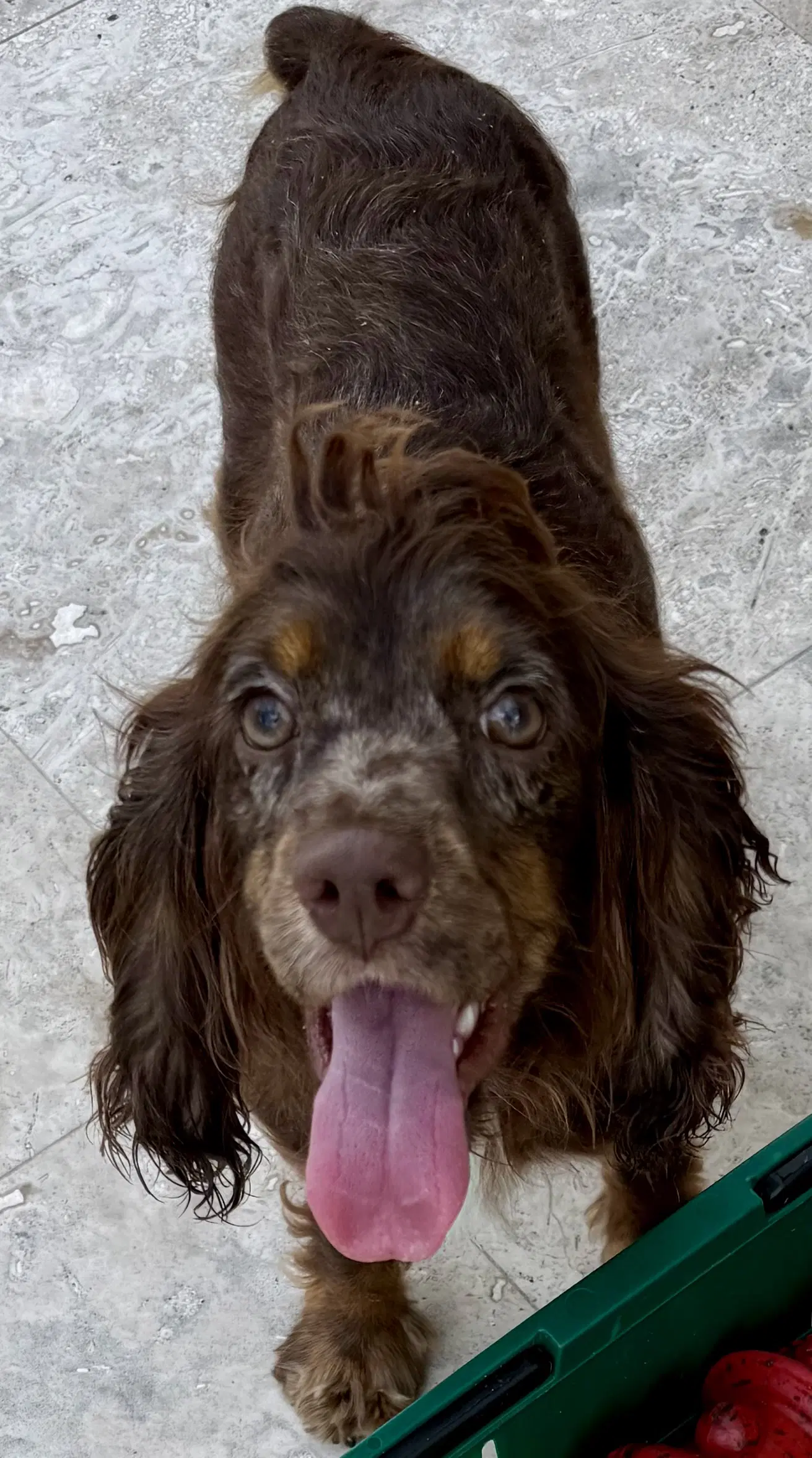 Lady Cocker Spaniol Purebred Puppy - Cocker Spaniel