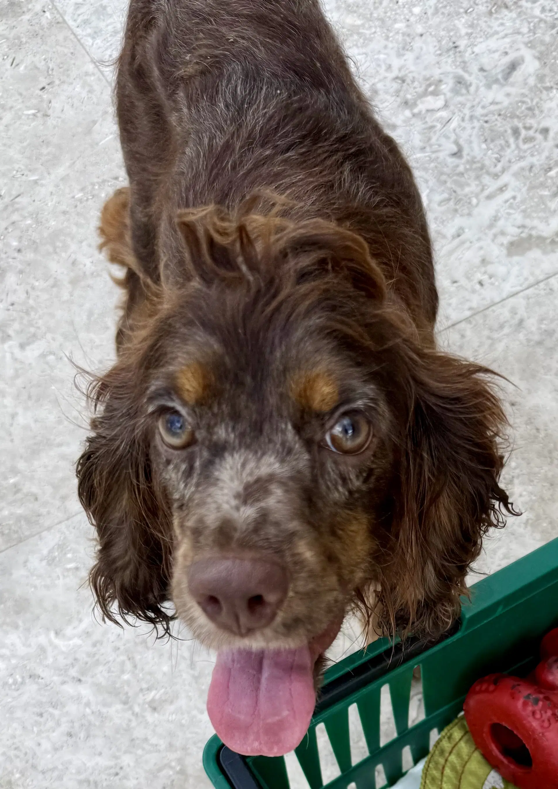Lady Cocker Spaniol Purebred Puppy image 2