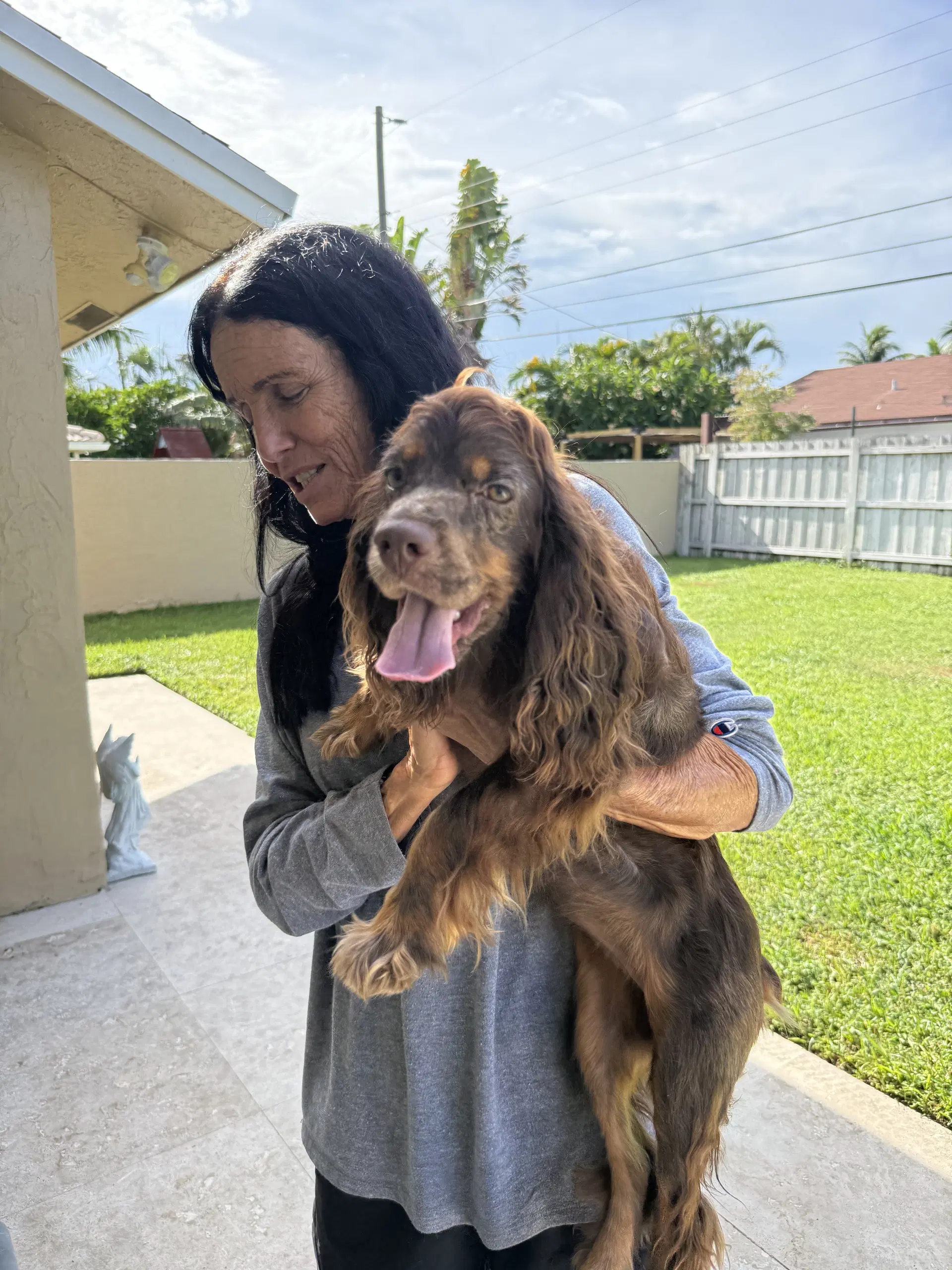 Lady Cocker Spaniol Purebred Puppy image 3