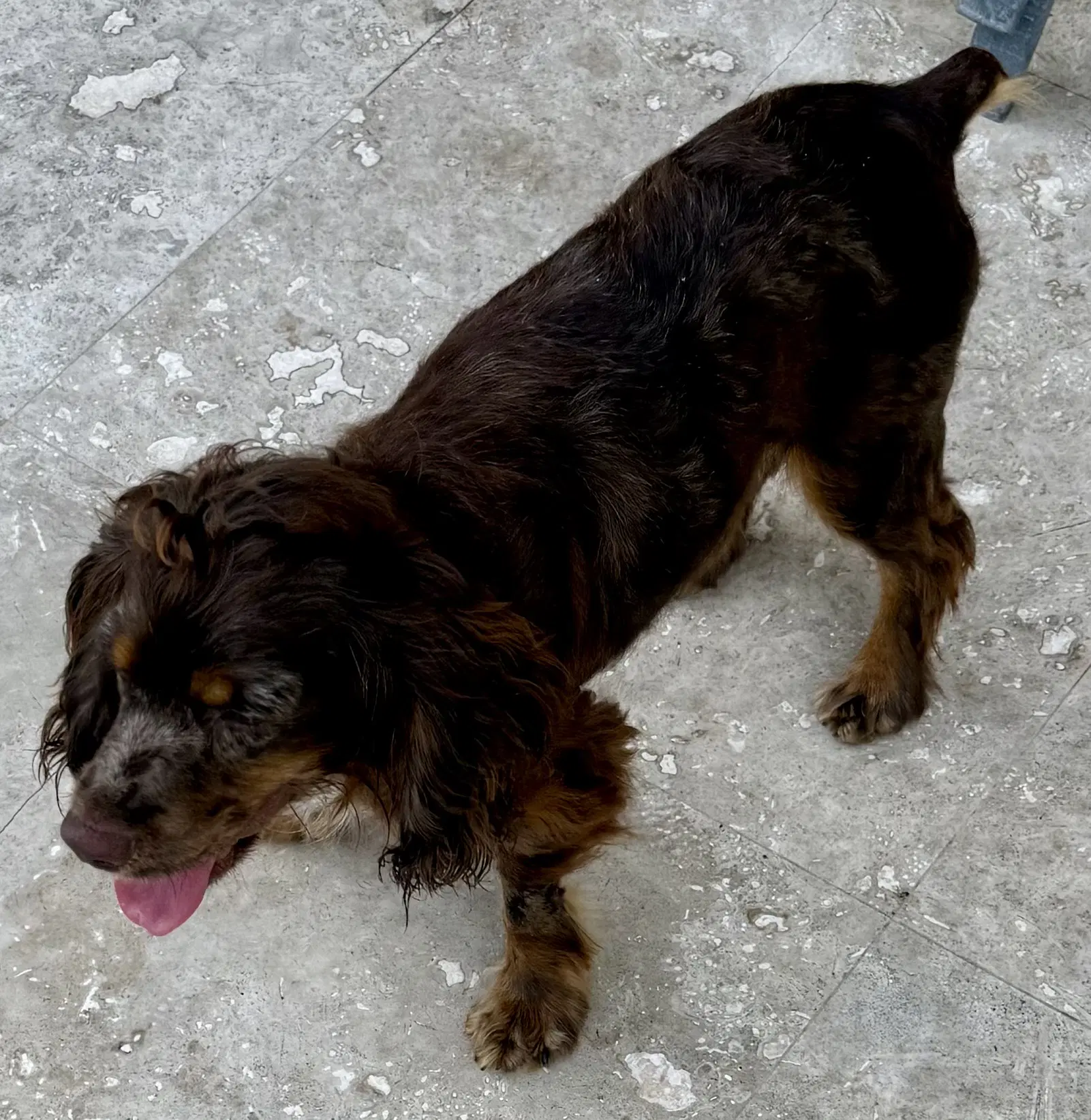 Lady Cocker Spaniol Purebred Puppy image 4