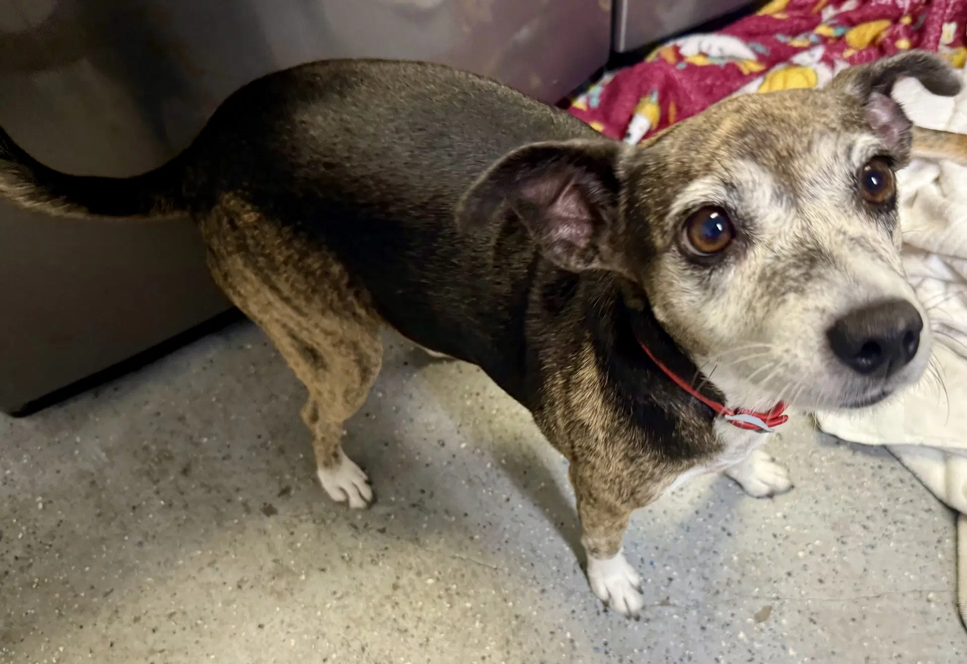 Sweet Adorable Amy - Italian Greyhound