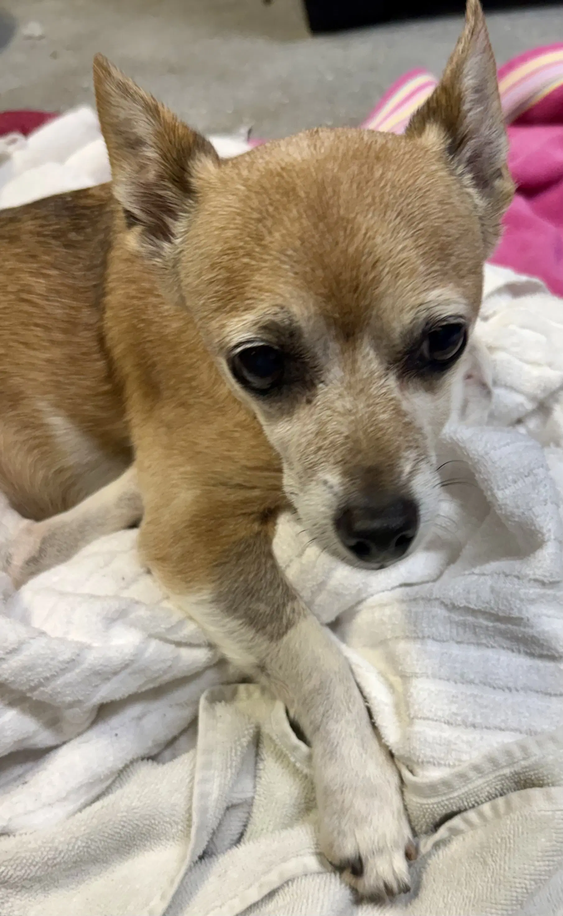 Handsome Chihuahua Noah - Chihuahua