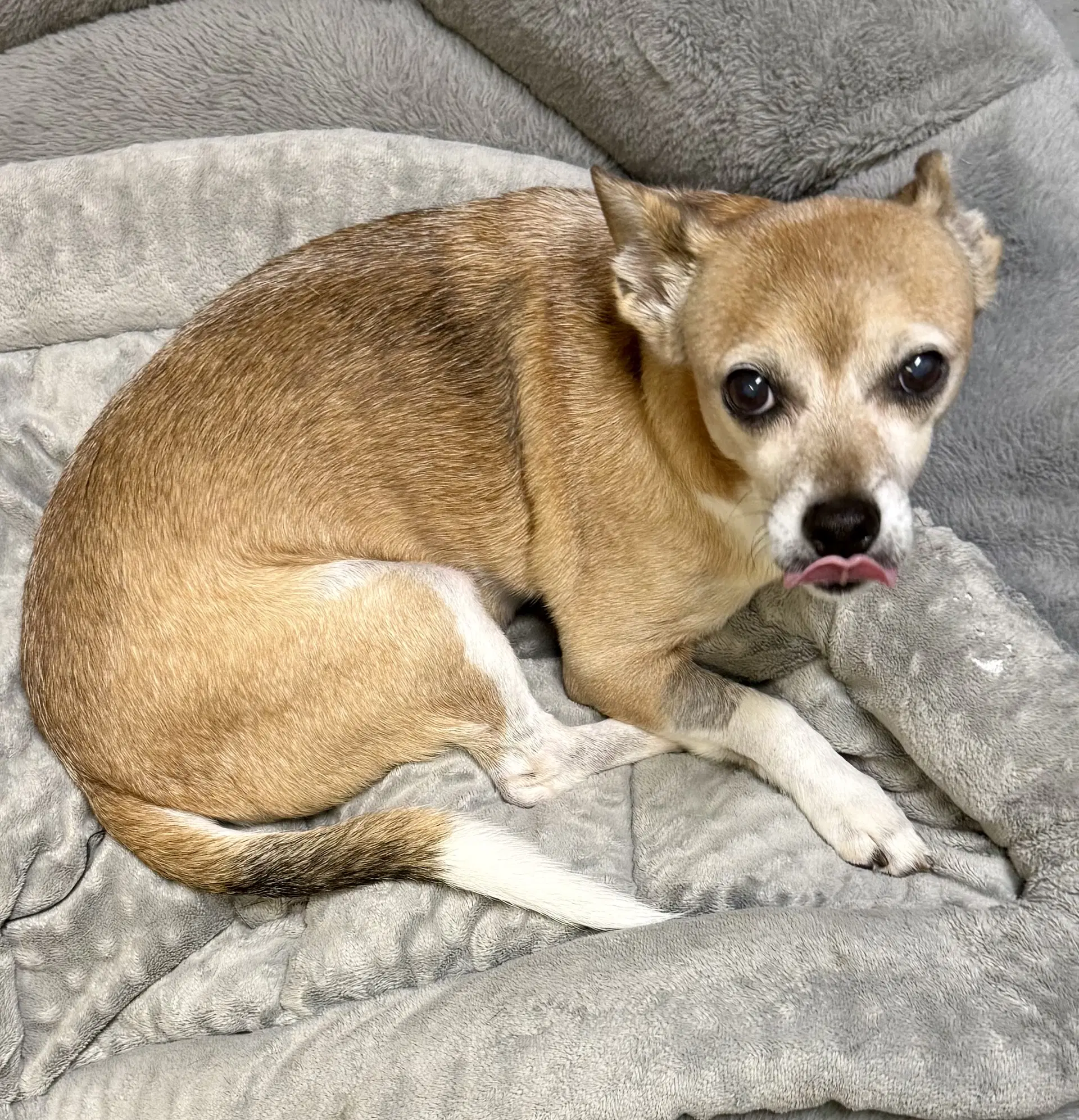 Handsome Chihuahua Noah image 2