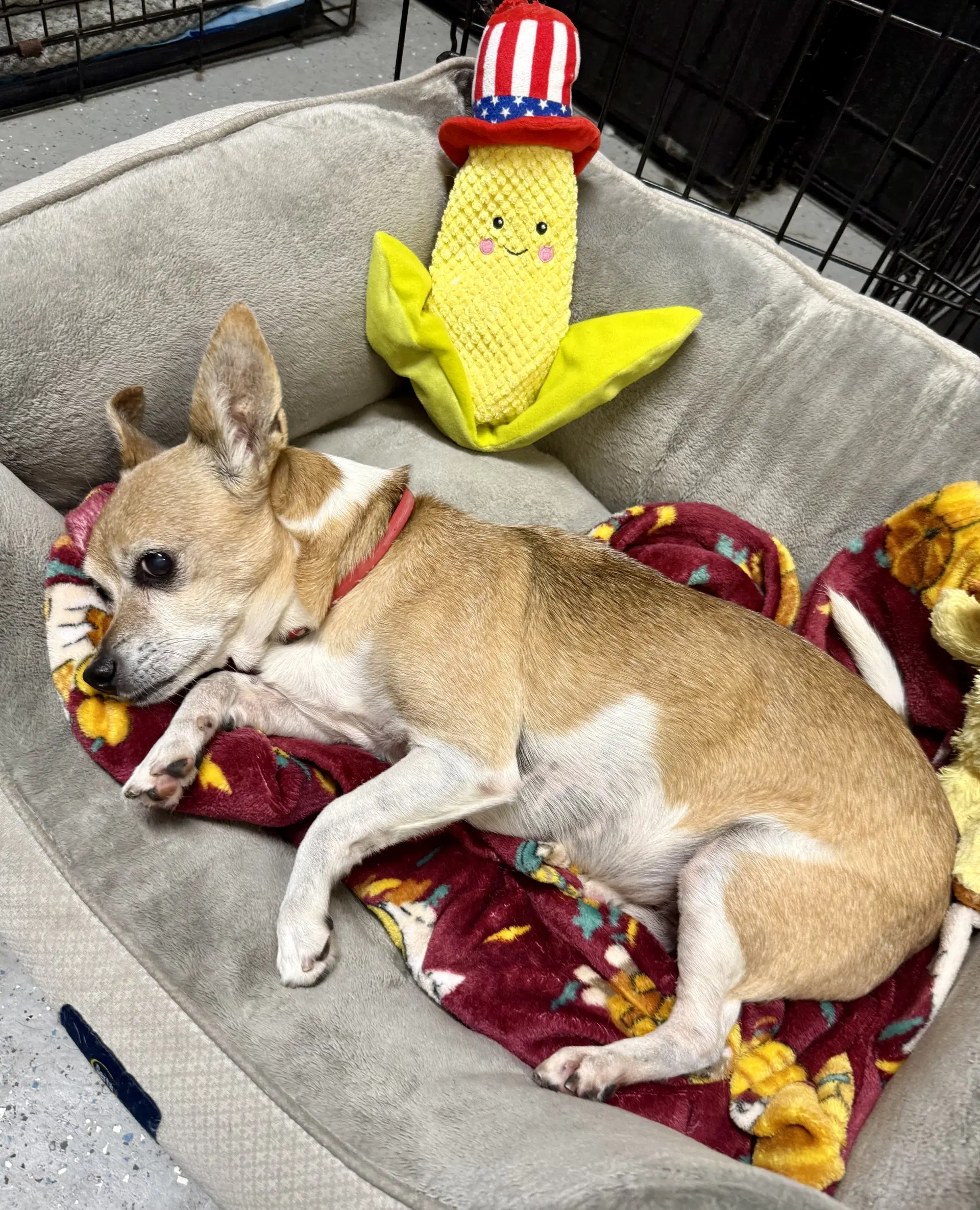 Handsome Chihuahua Noah image 3