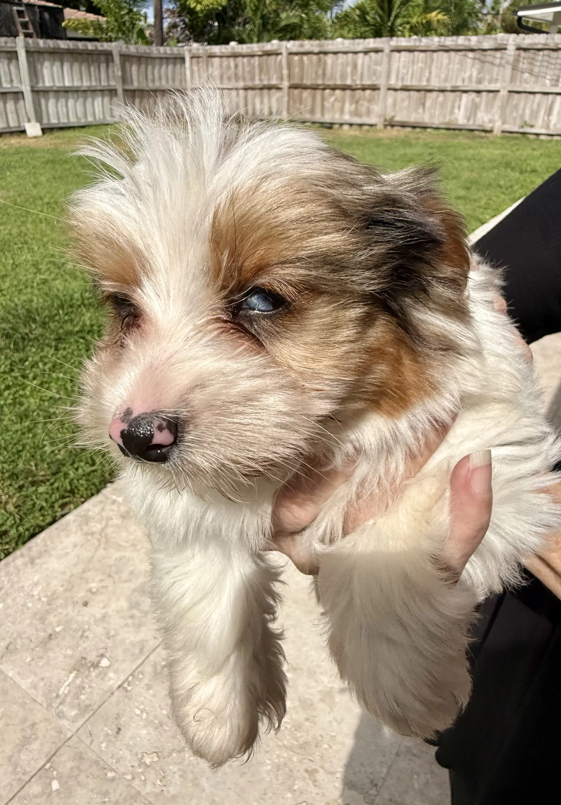 Cocoberry Yorkie Hypoallergenic image 3