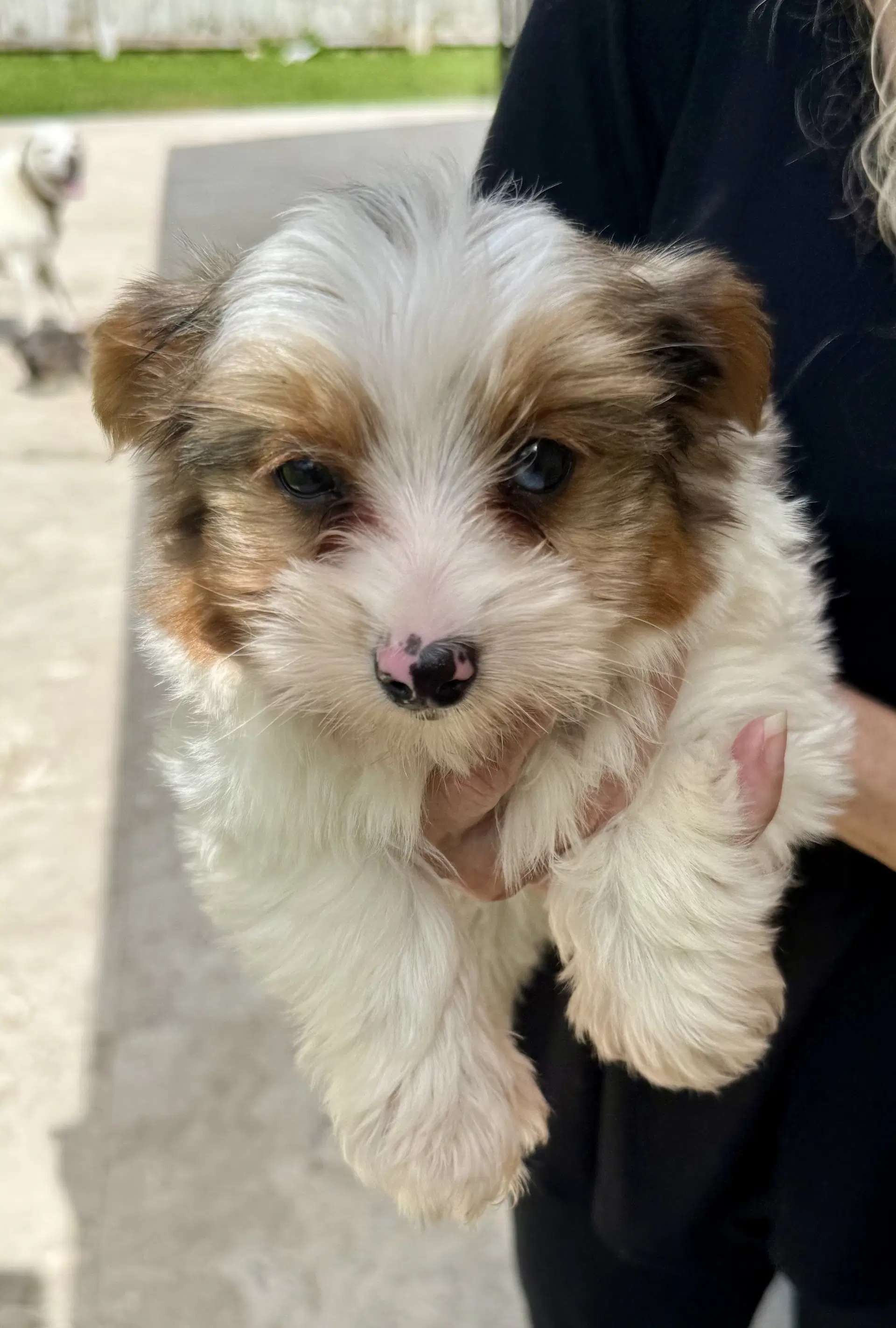 Cocoberry Yorkie Hypoallergenic image 2