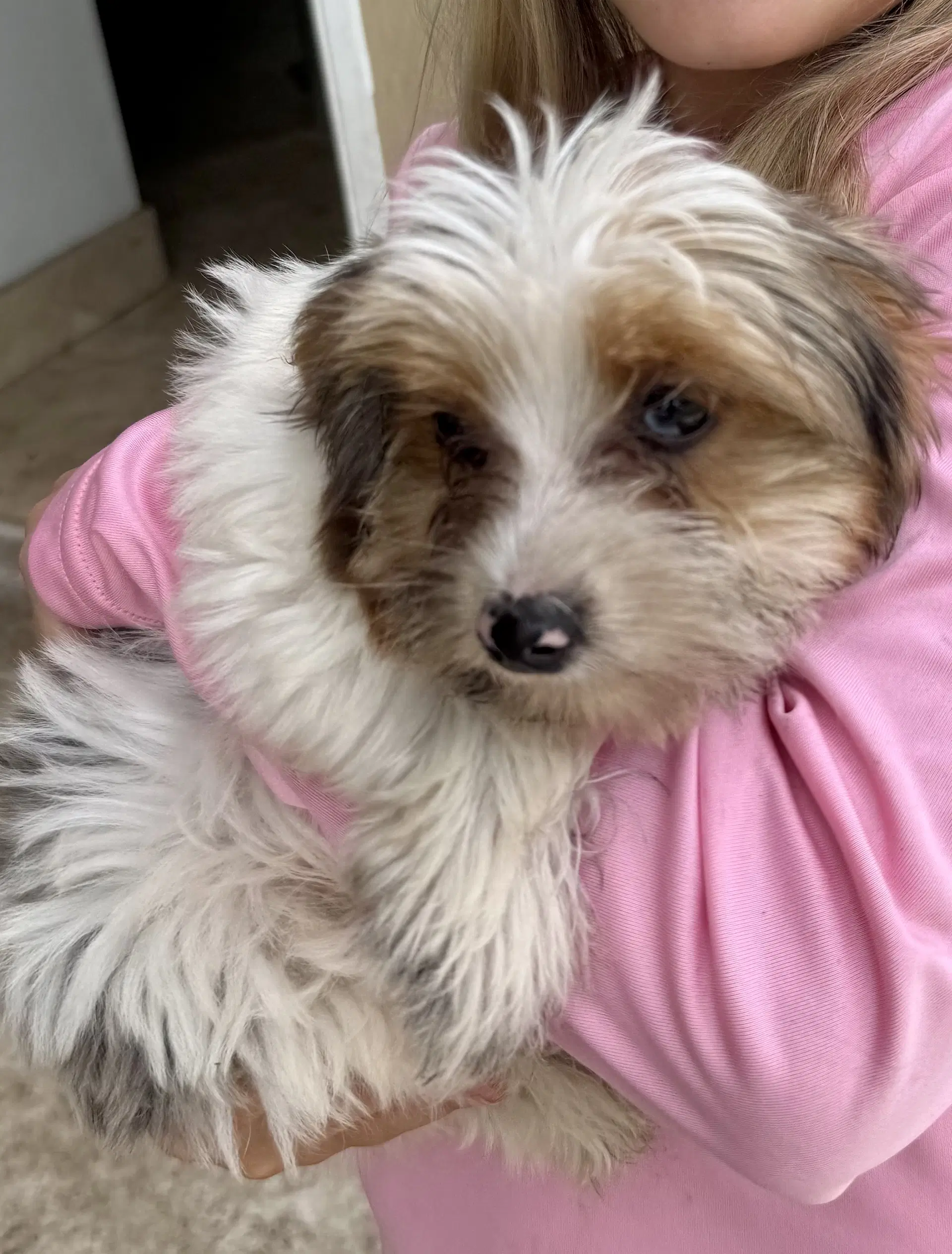 Cocoberry Yorkie Hypoallergenic image 4