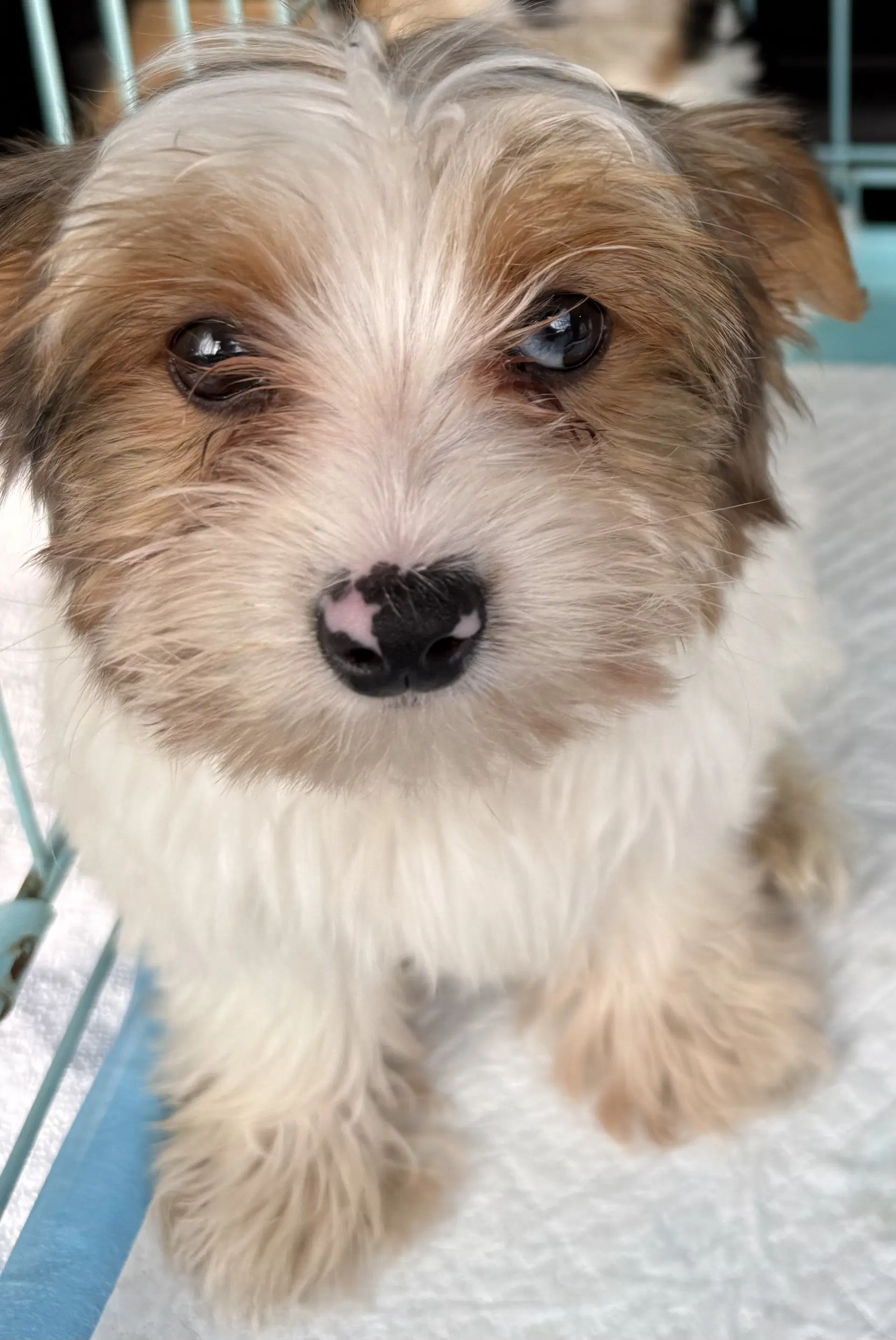 Cocoberry Yorkie Hypoallergenic - Yorkshire Terrier Yorkie