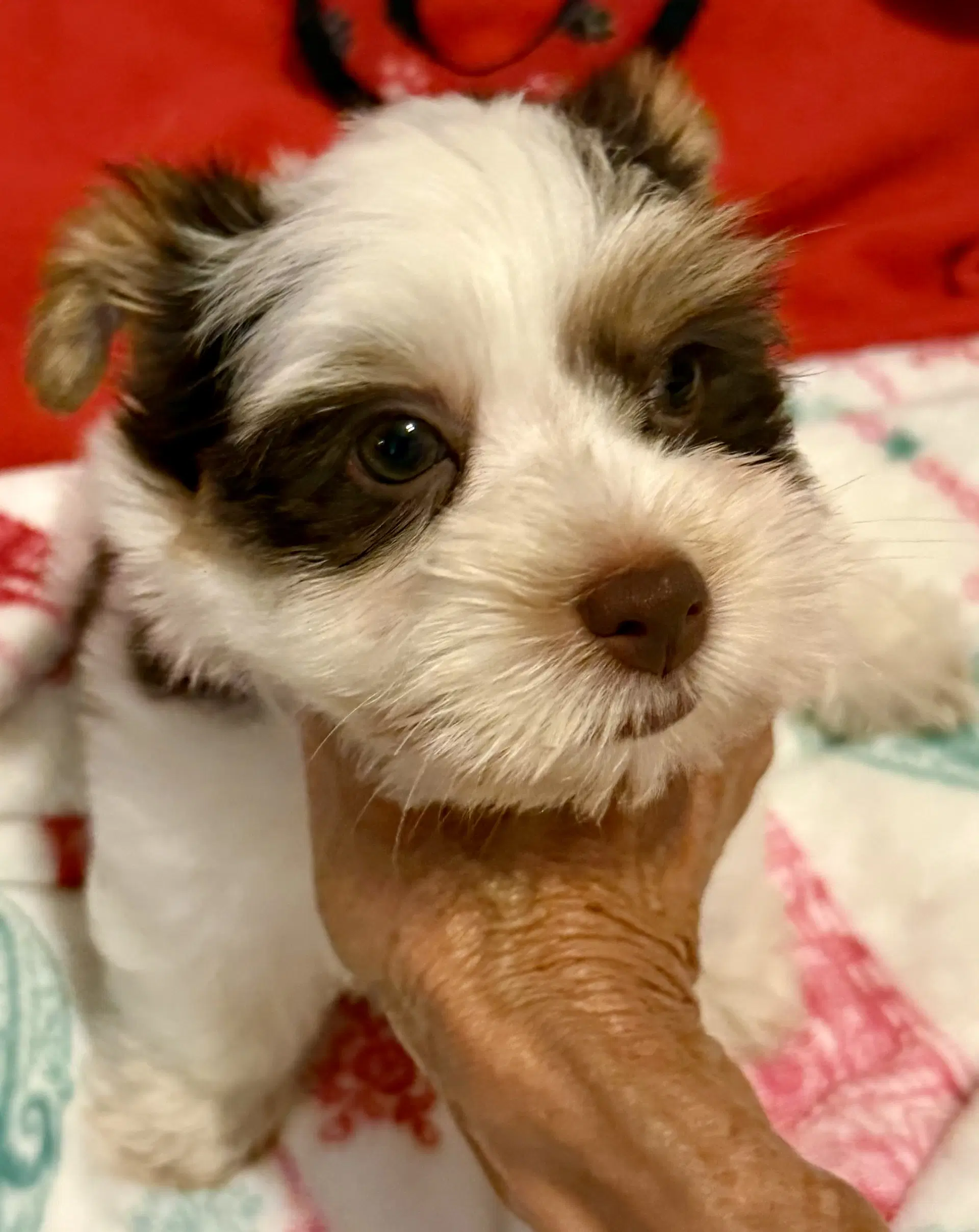 Purebred Yorkie Boy Pup Biro One image 2
