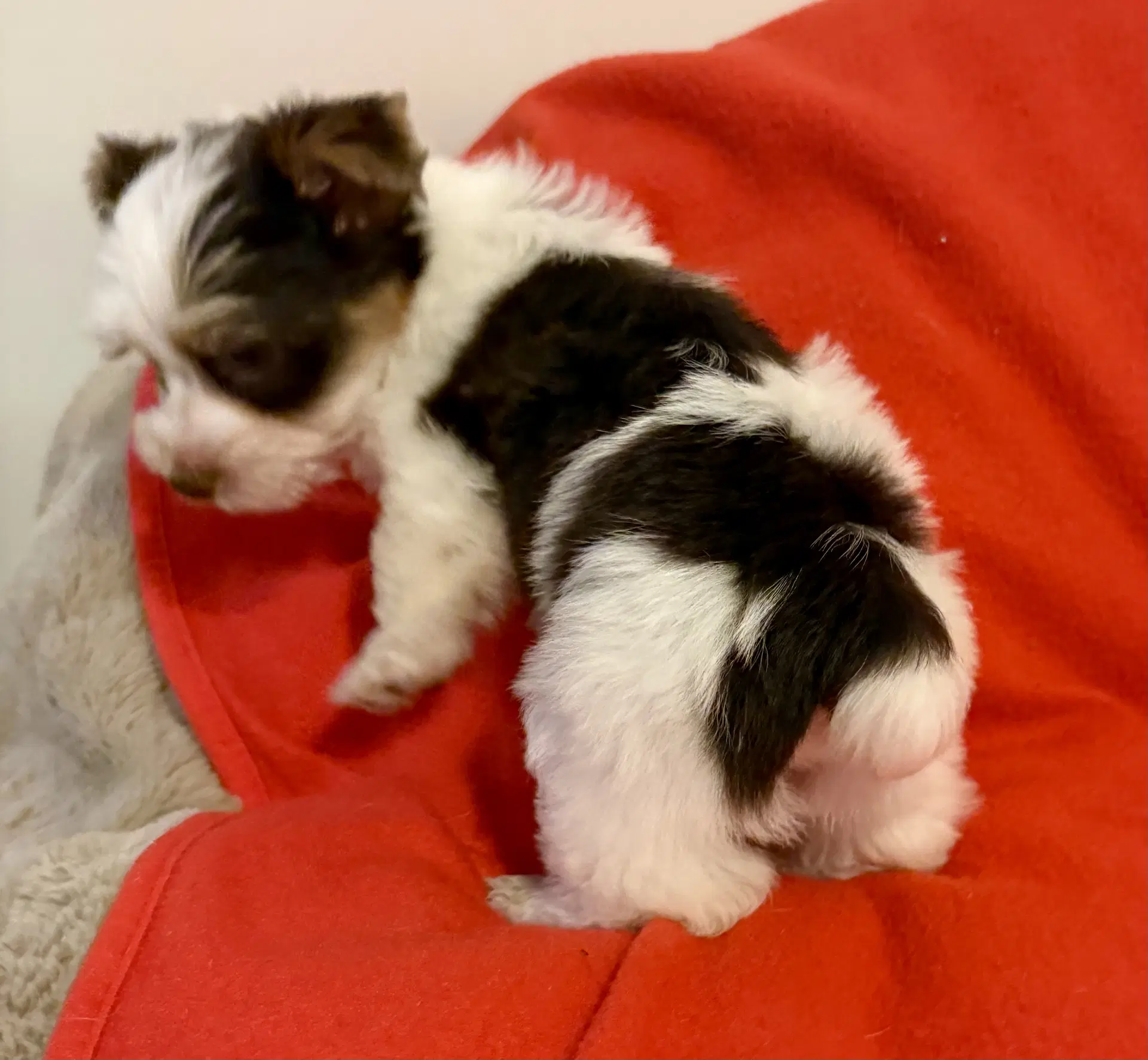 Purebred Yorkie Boy Pup Biro One image 3
