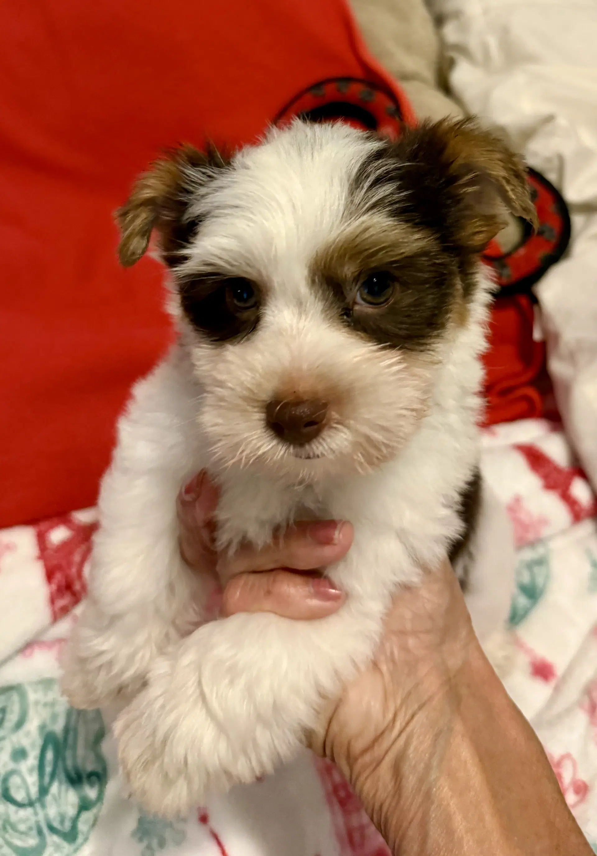 Purebred Yorkie Boy Pup Biro One image 4
