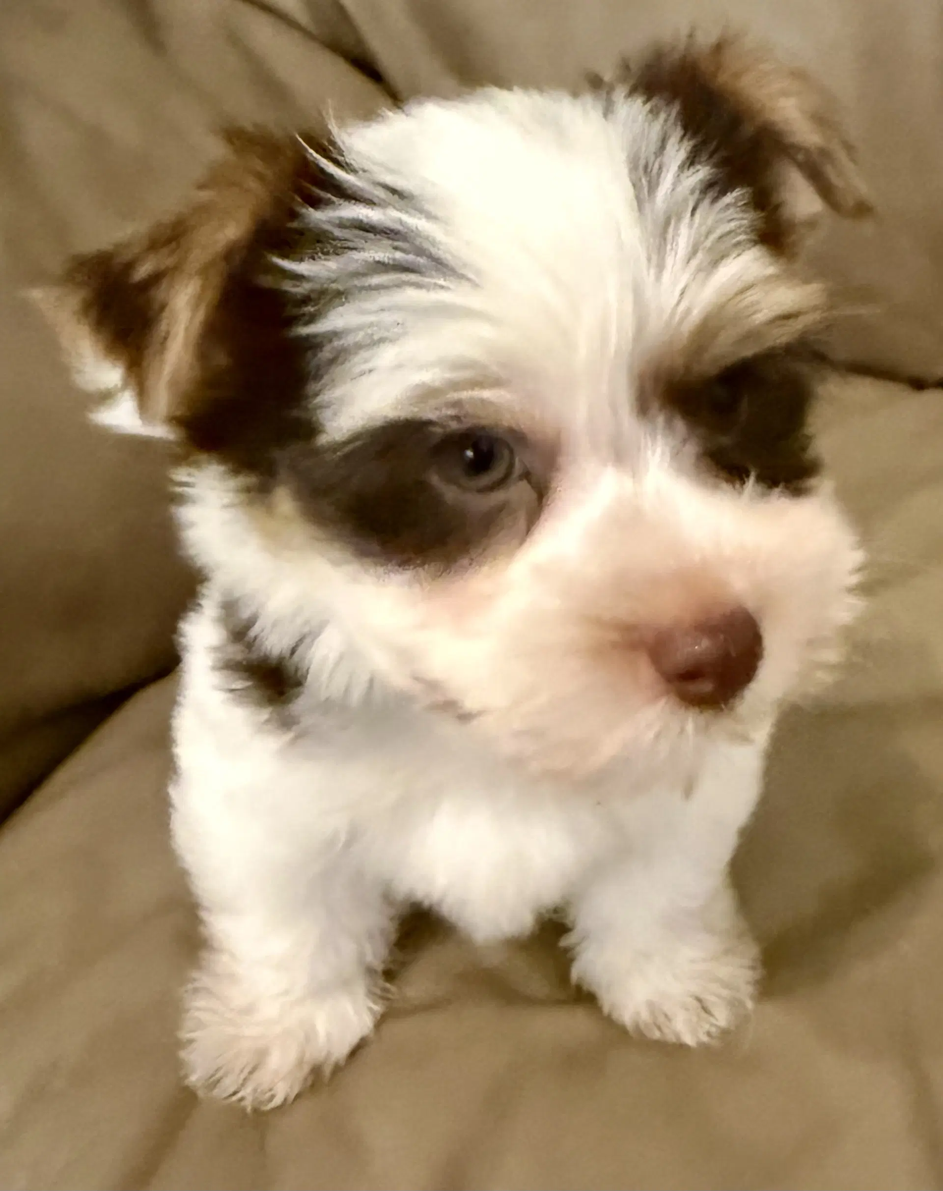 Purebred Yorkie Boy Pup Biro One - Yorkshire Terrier Yorkie