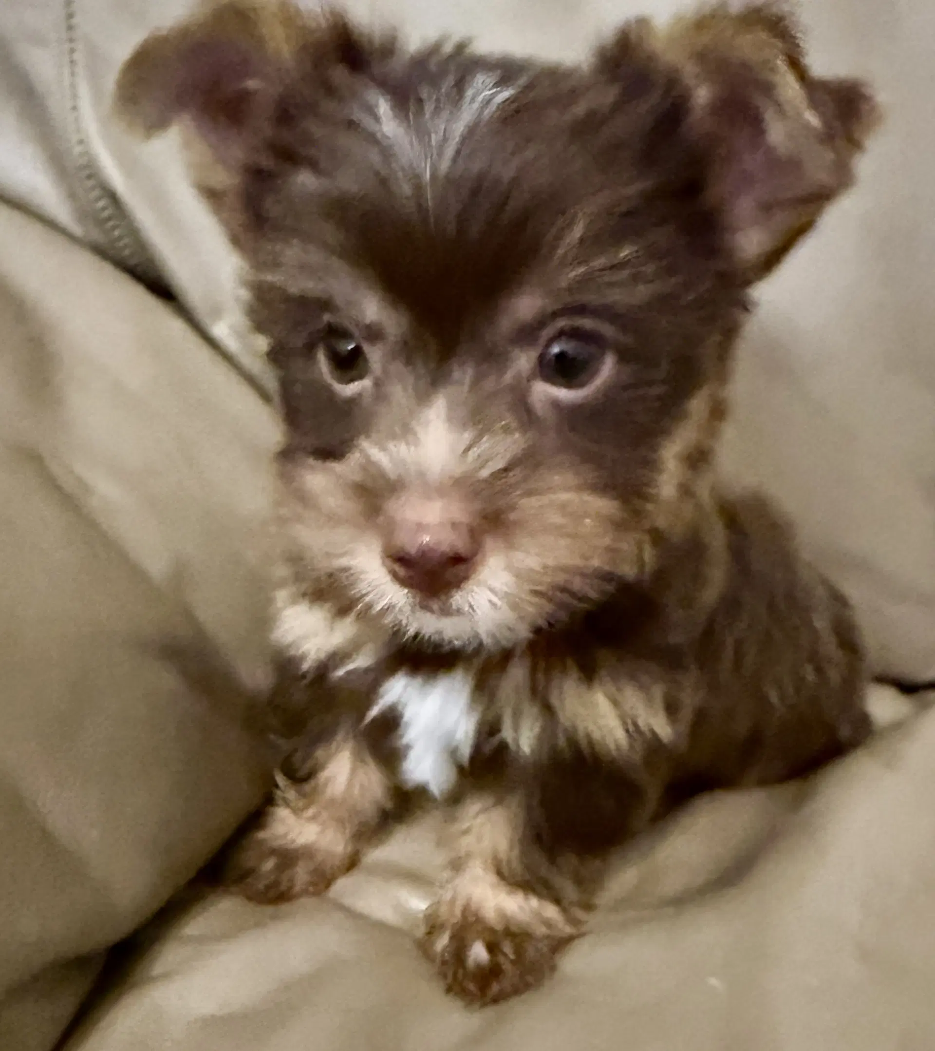 Leo One Chocolate Puppy Yorkshire Terrier - Yorkshire Terrier Yorkie