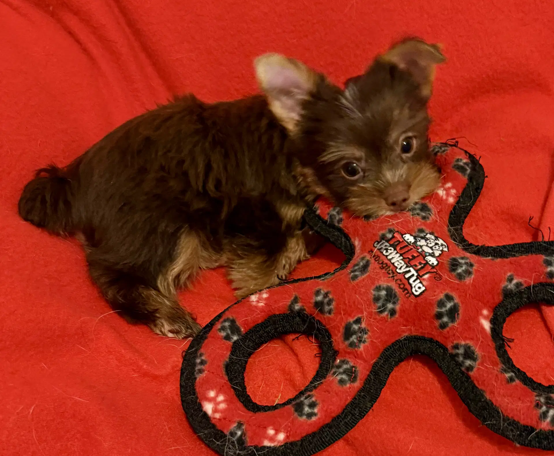 Leo One Chocolate Puppy Yorkshire Terrier image 2