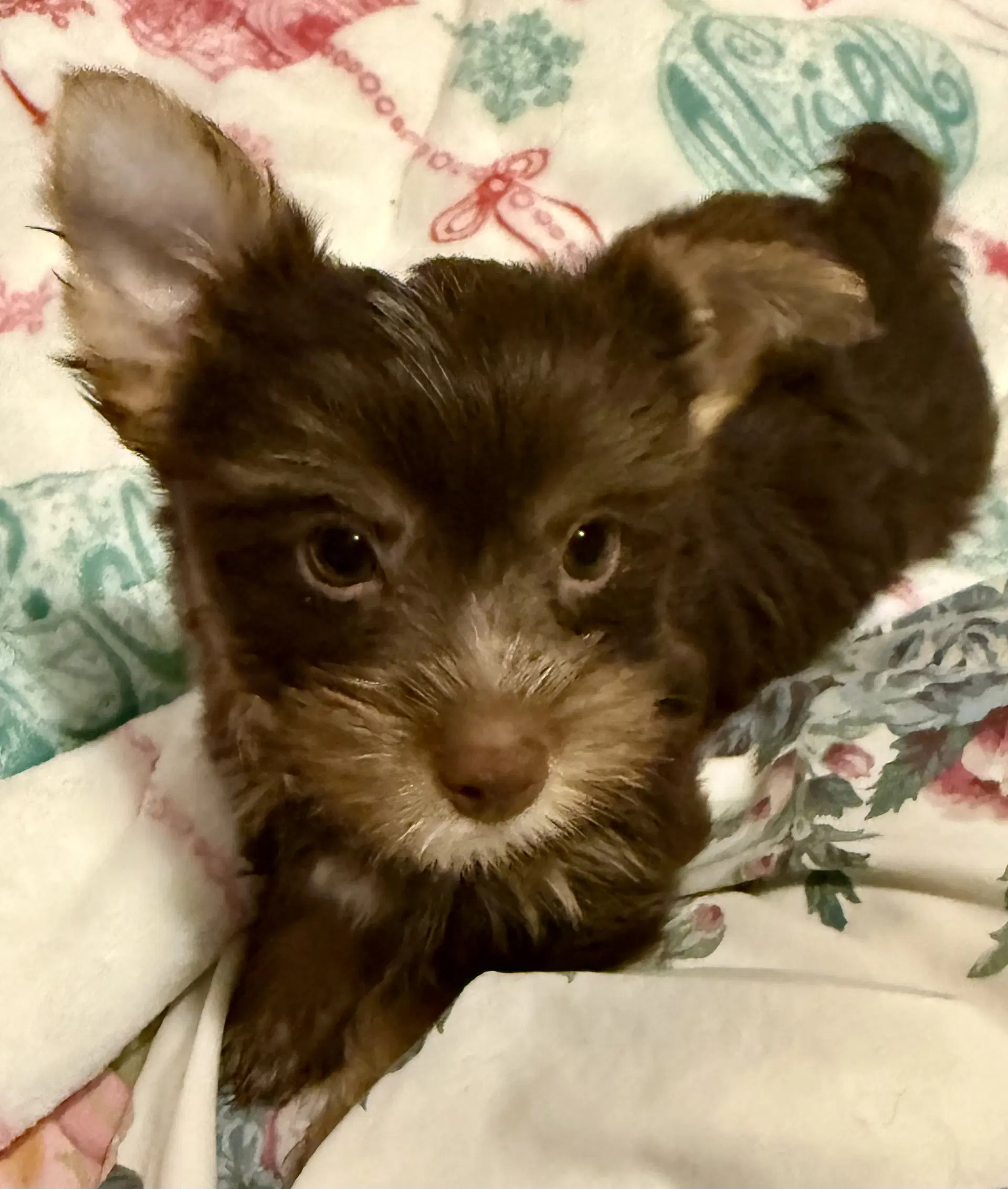 Leo One Chocolate Puppy Yorkshire Terrier image 3