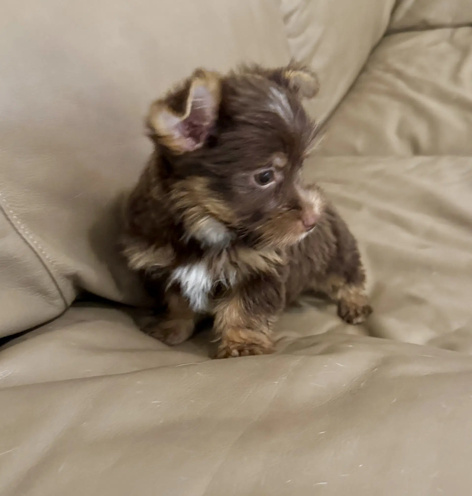 Leo One Chocolate Puppy Yorkshire Terrier image 4