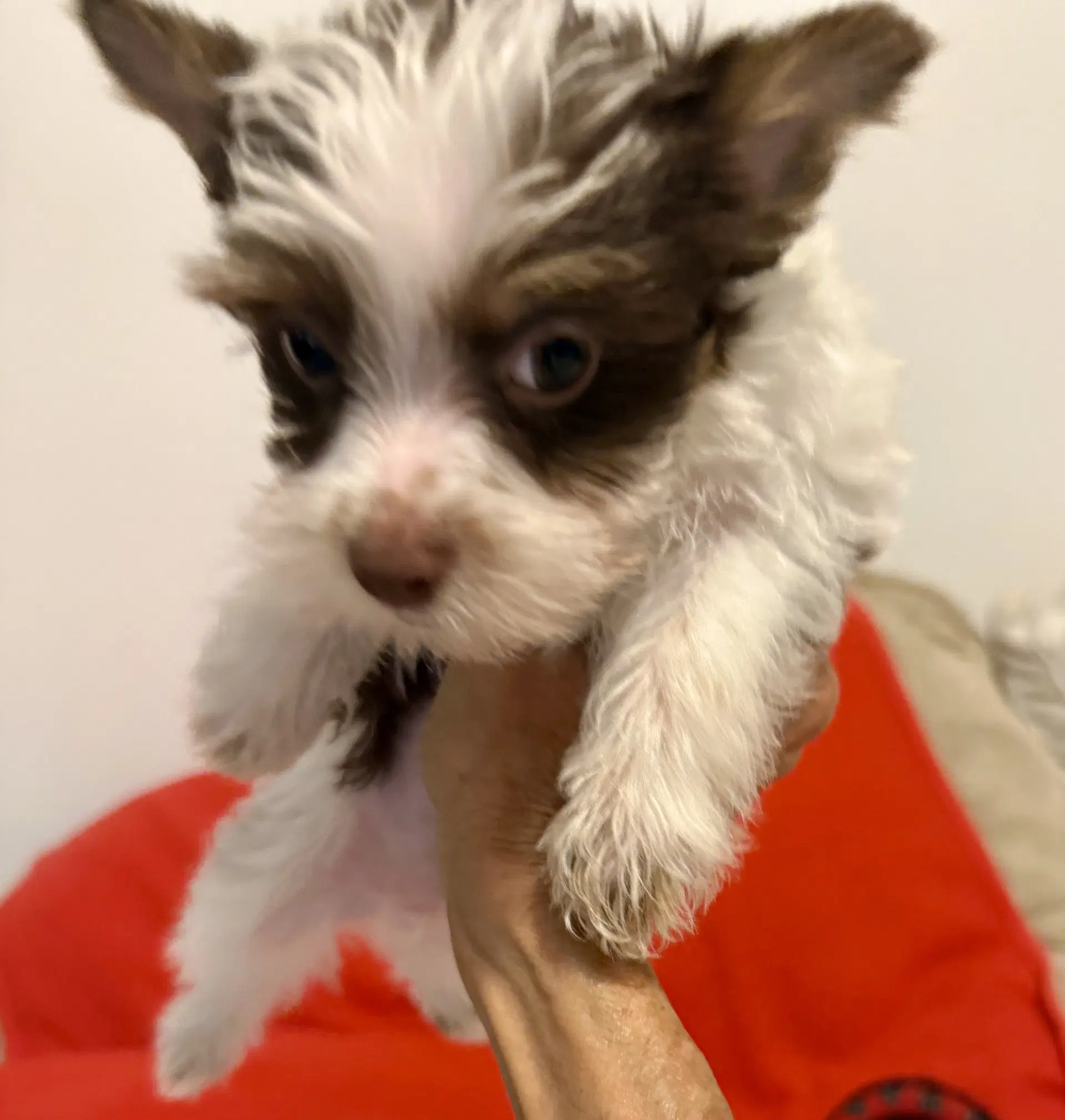 Biro Two Yorkie Puppy Male image 4