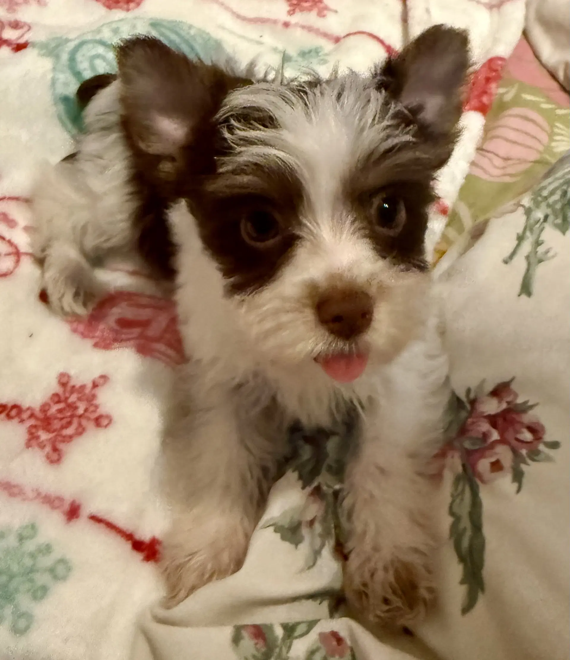 Biro Two Yorkie Puppy Male image 3