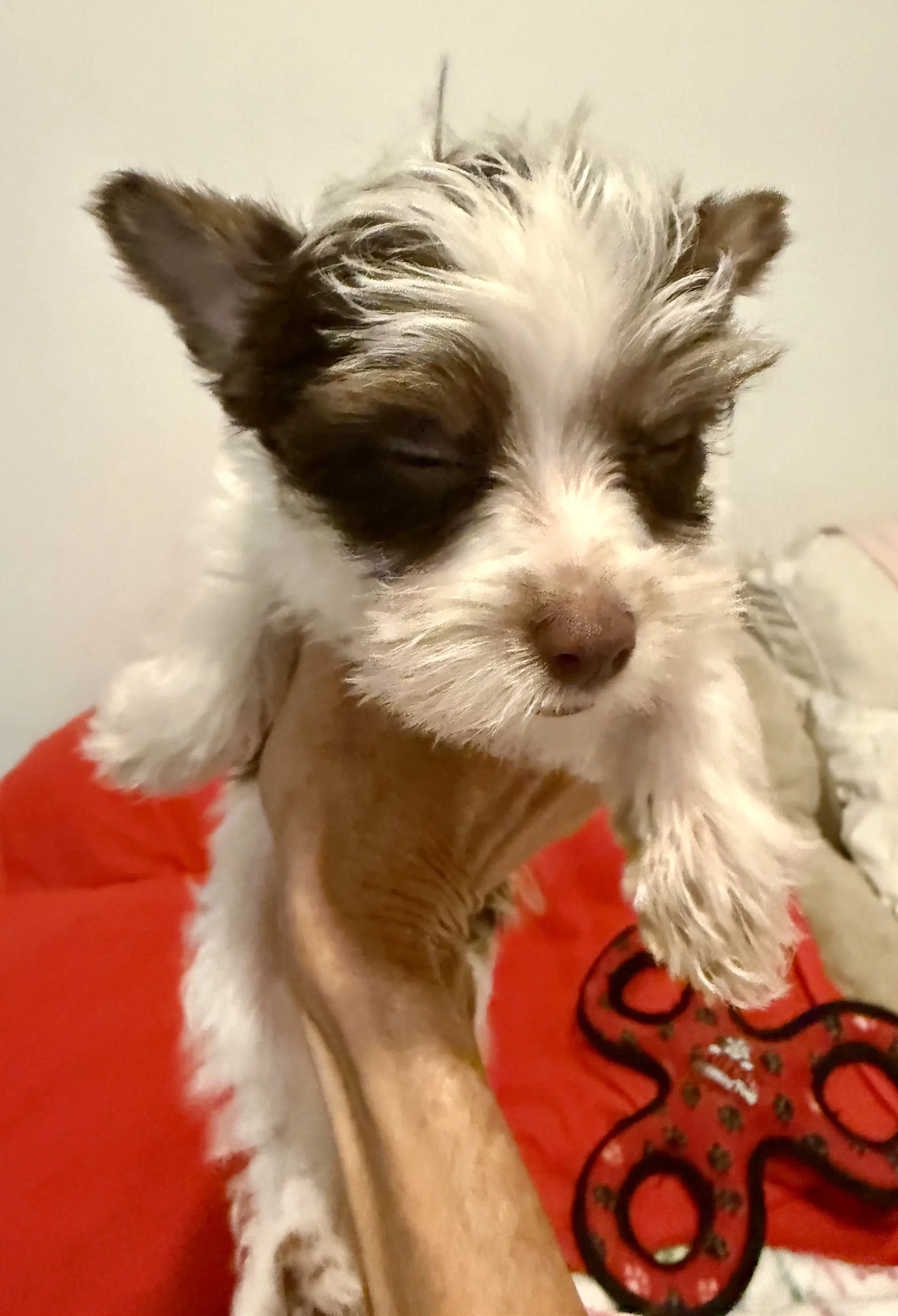 Biro Two Yorkie Puppy Male - Yorkshire Terrier Yorkie
