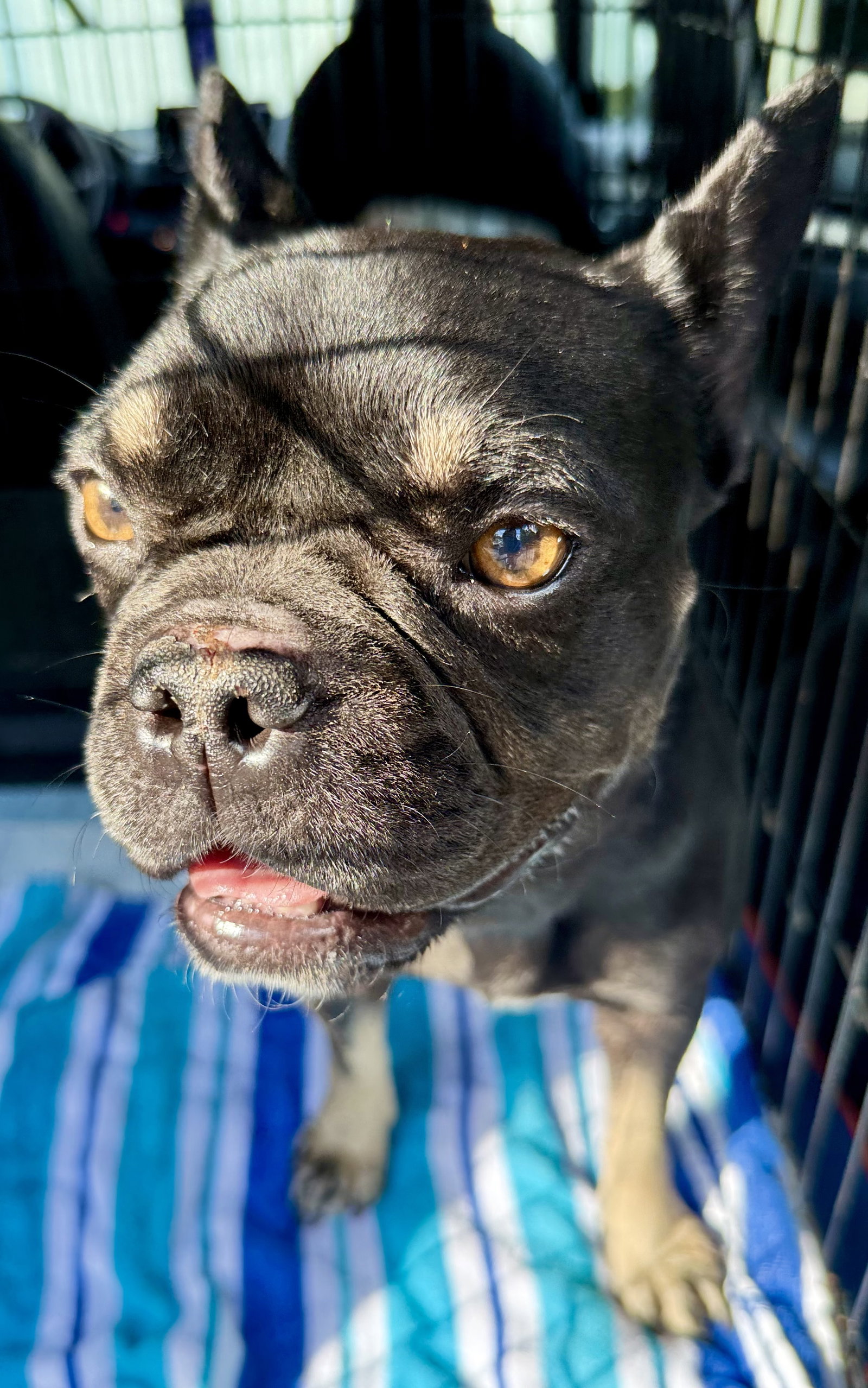 Purebred French Bulldog DOT, photo 2