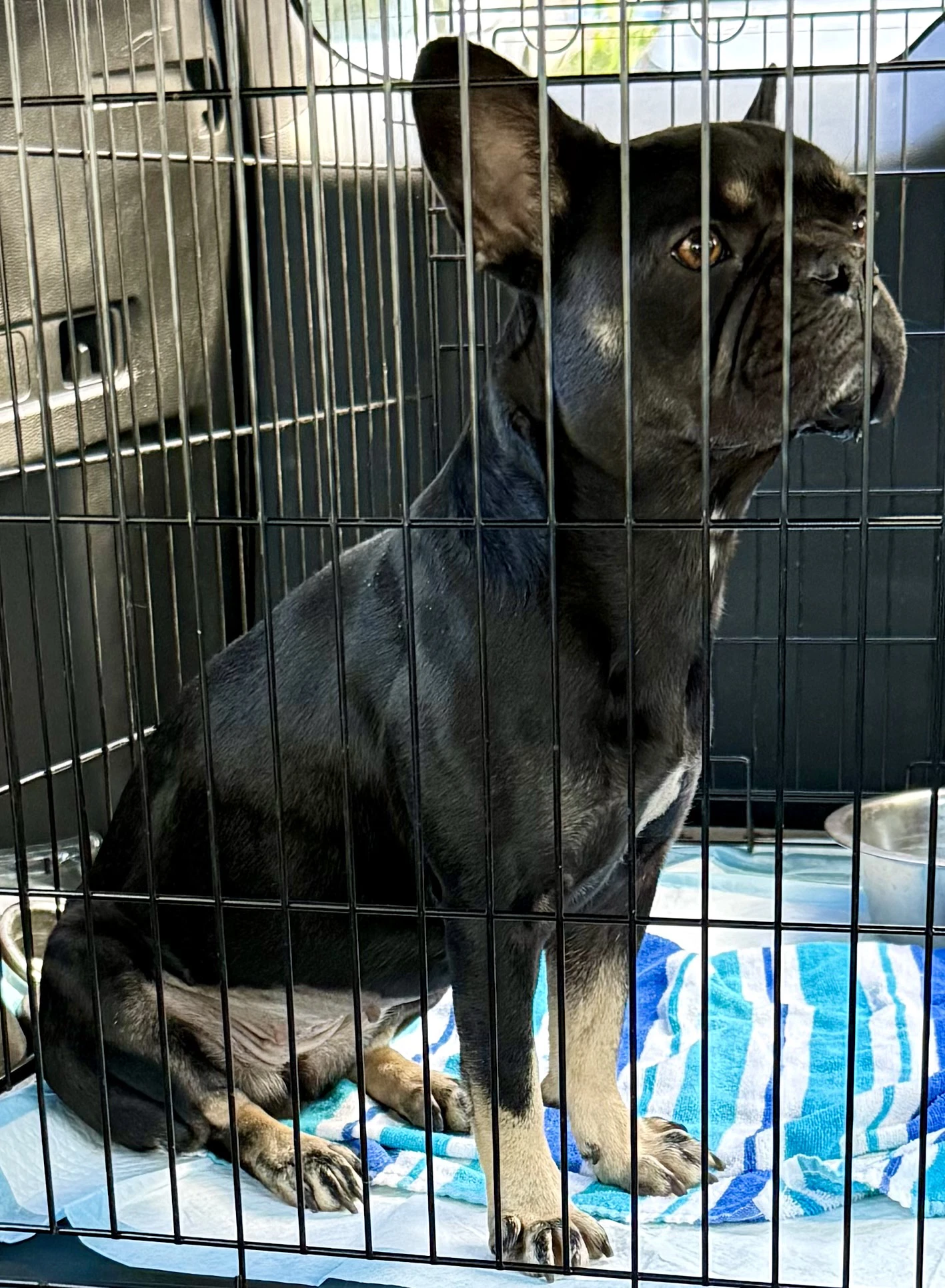 Purebred French Bulldog Dot