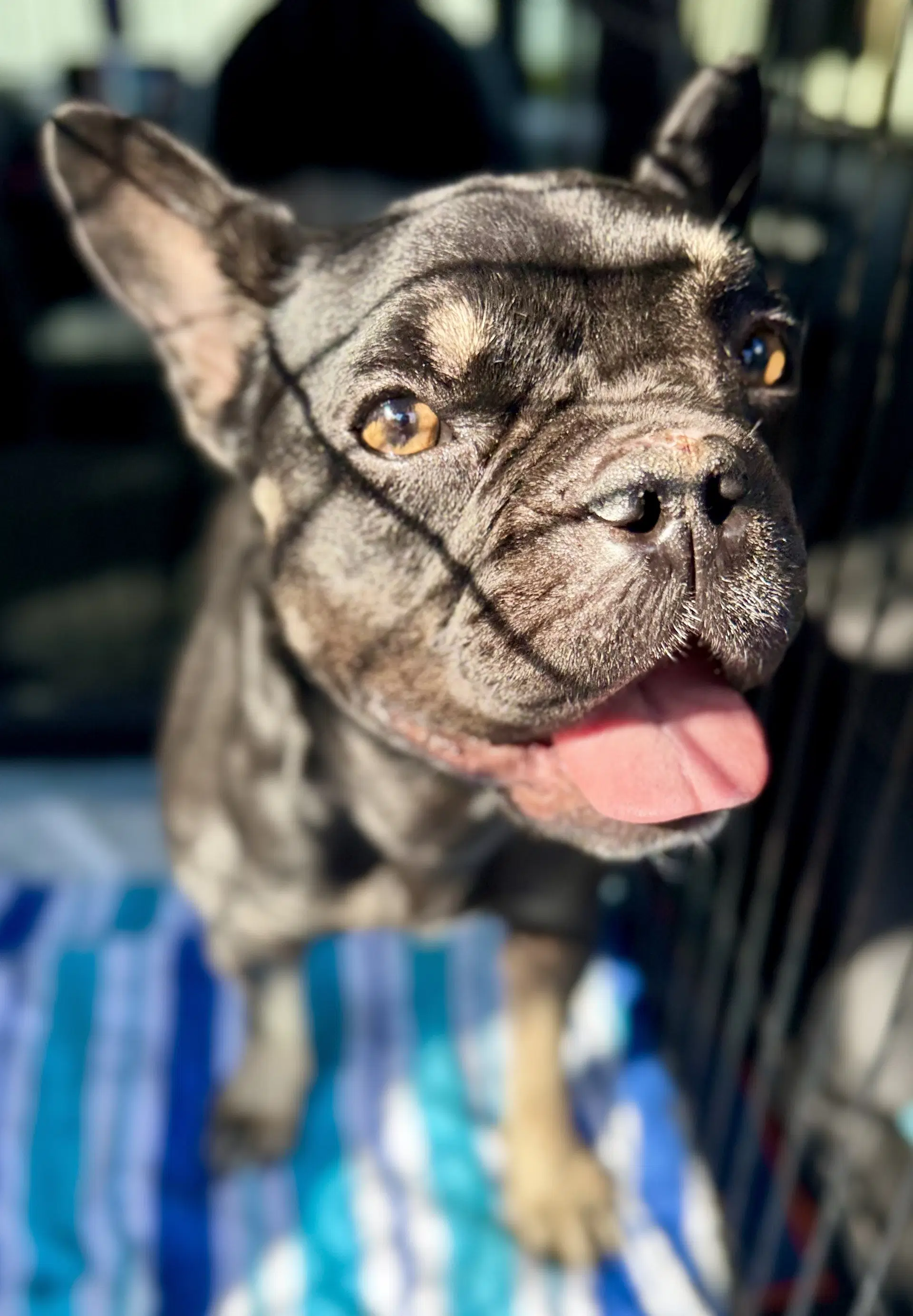 Purebred French Bulldog Dot image 3