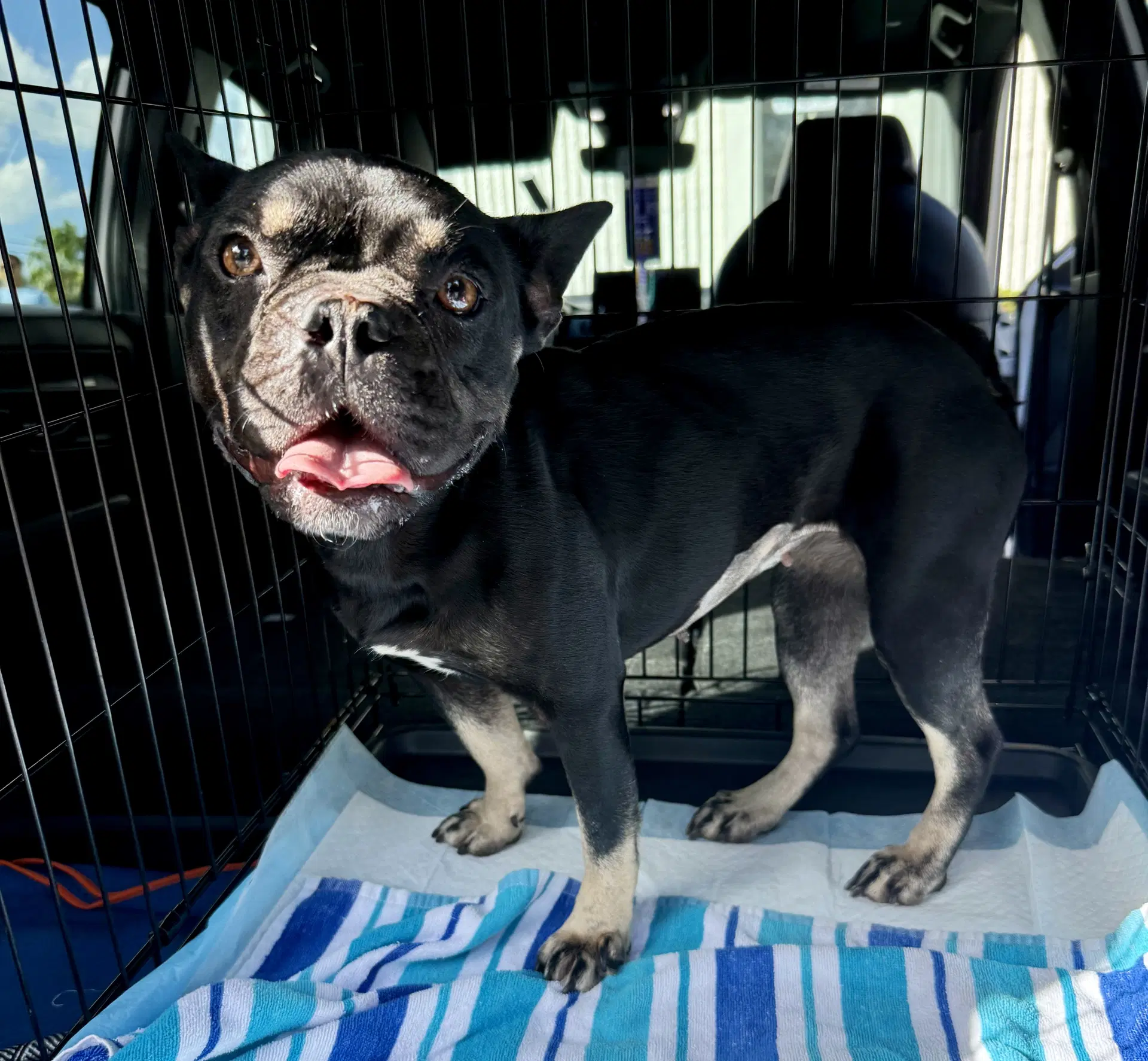 Purebred French Bulldog Dot image 4