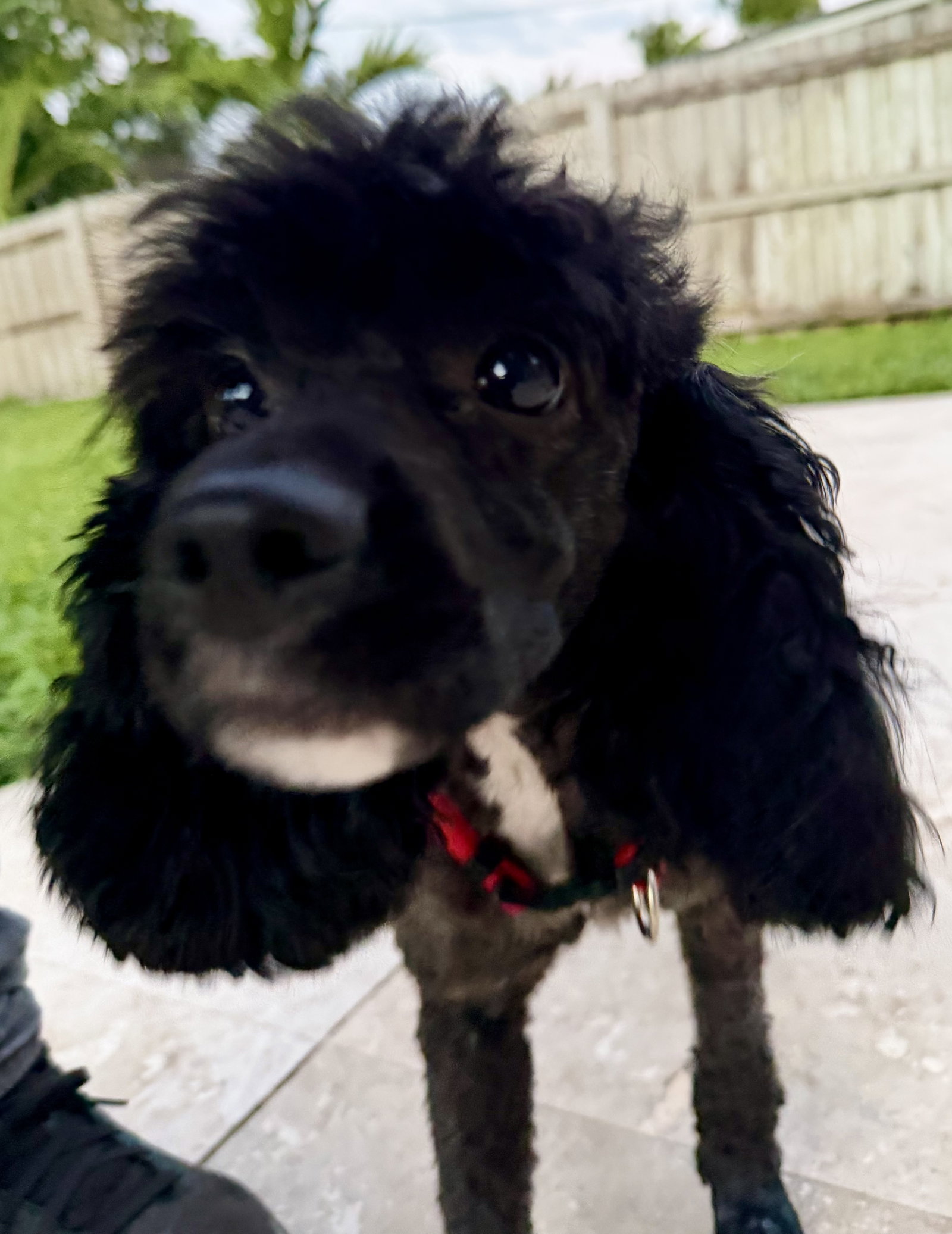 Zeke Mini Poodle